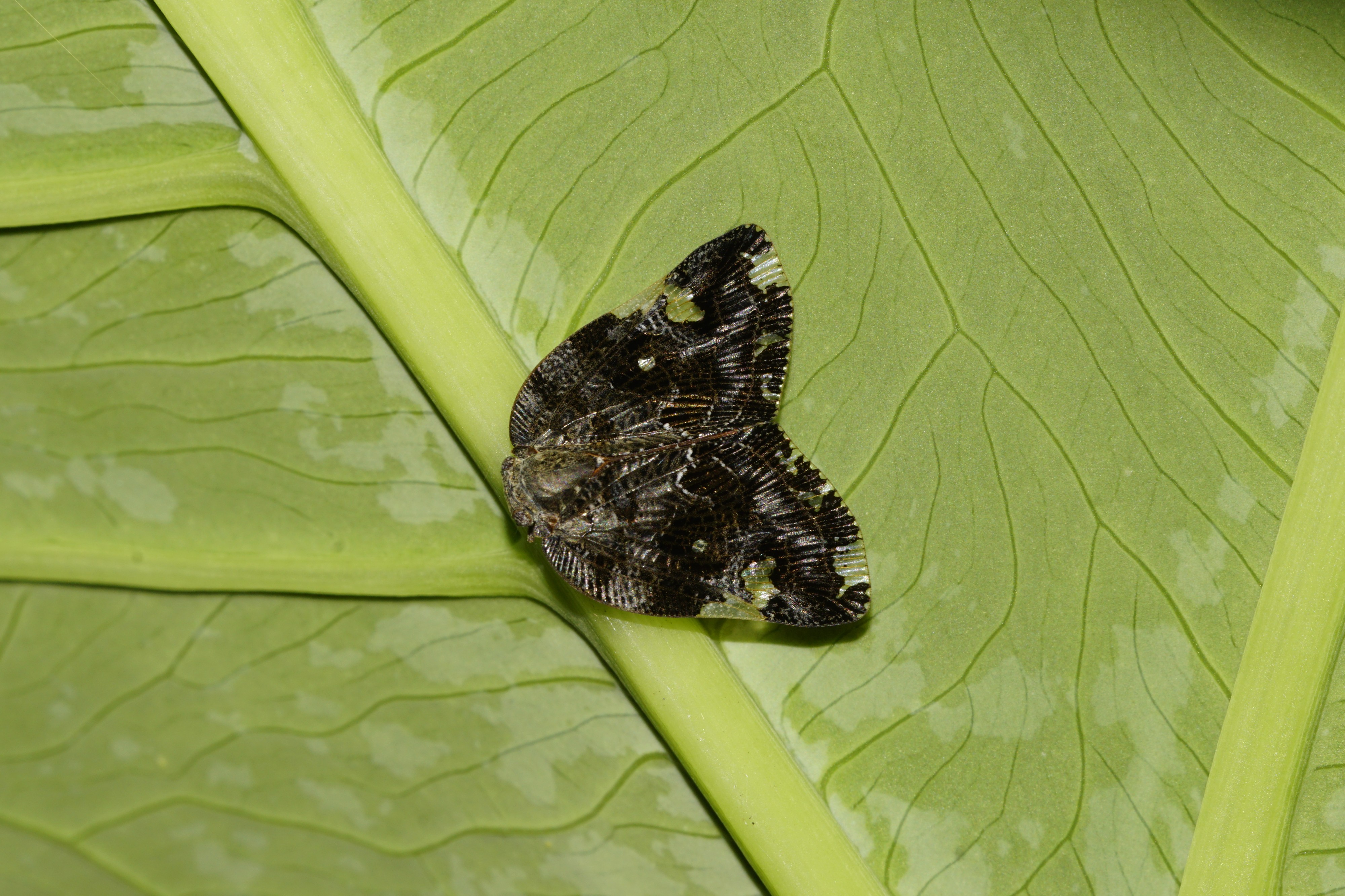 Ricaniidae 5527