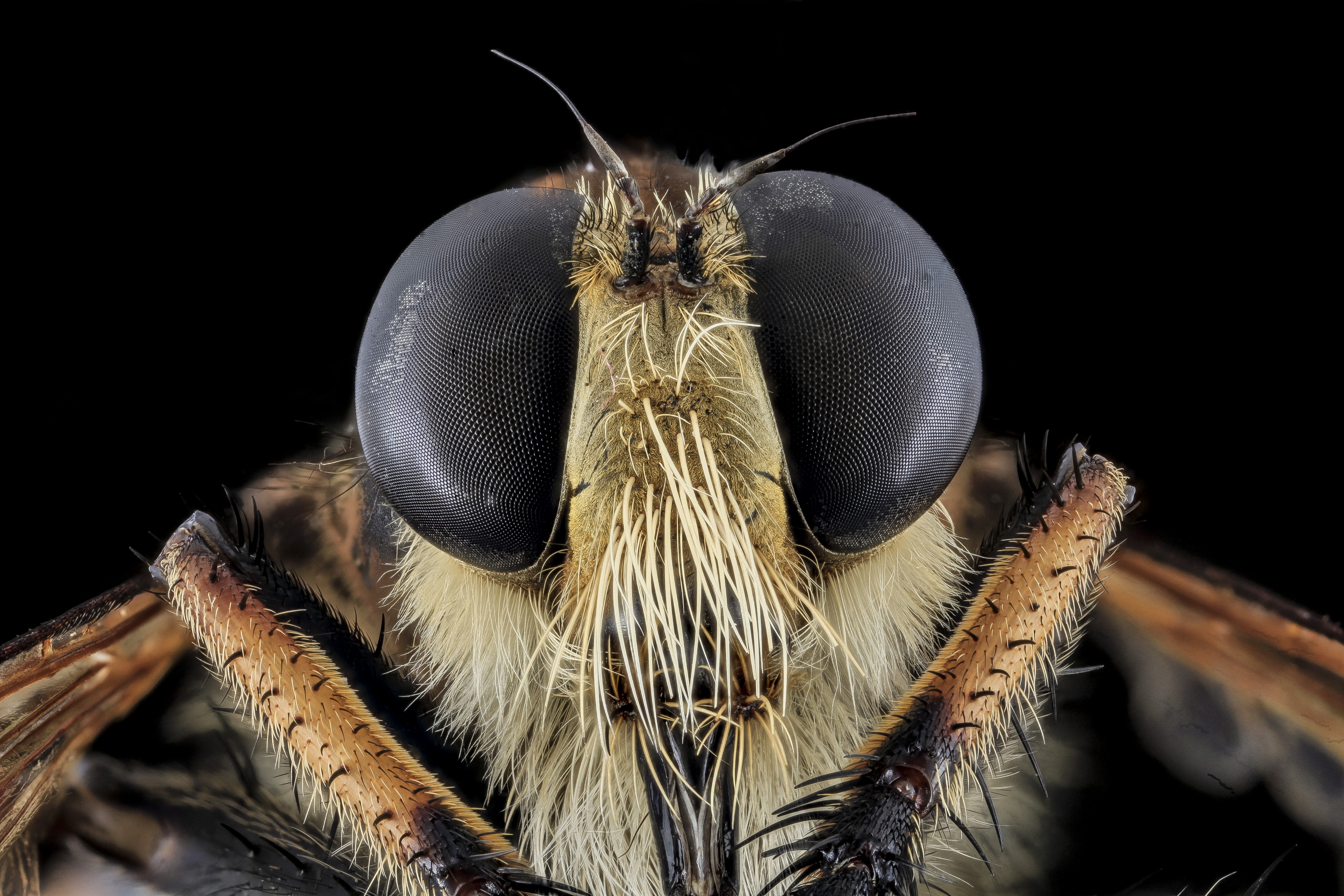 Robber Fly, Face, Charles County, MD 2013-11-04-11.26.16 ZS PMax (10768695115)