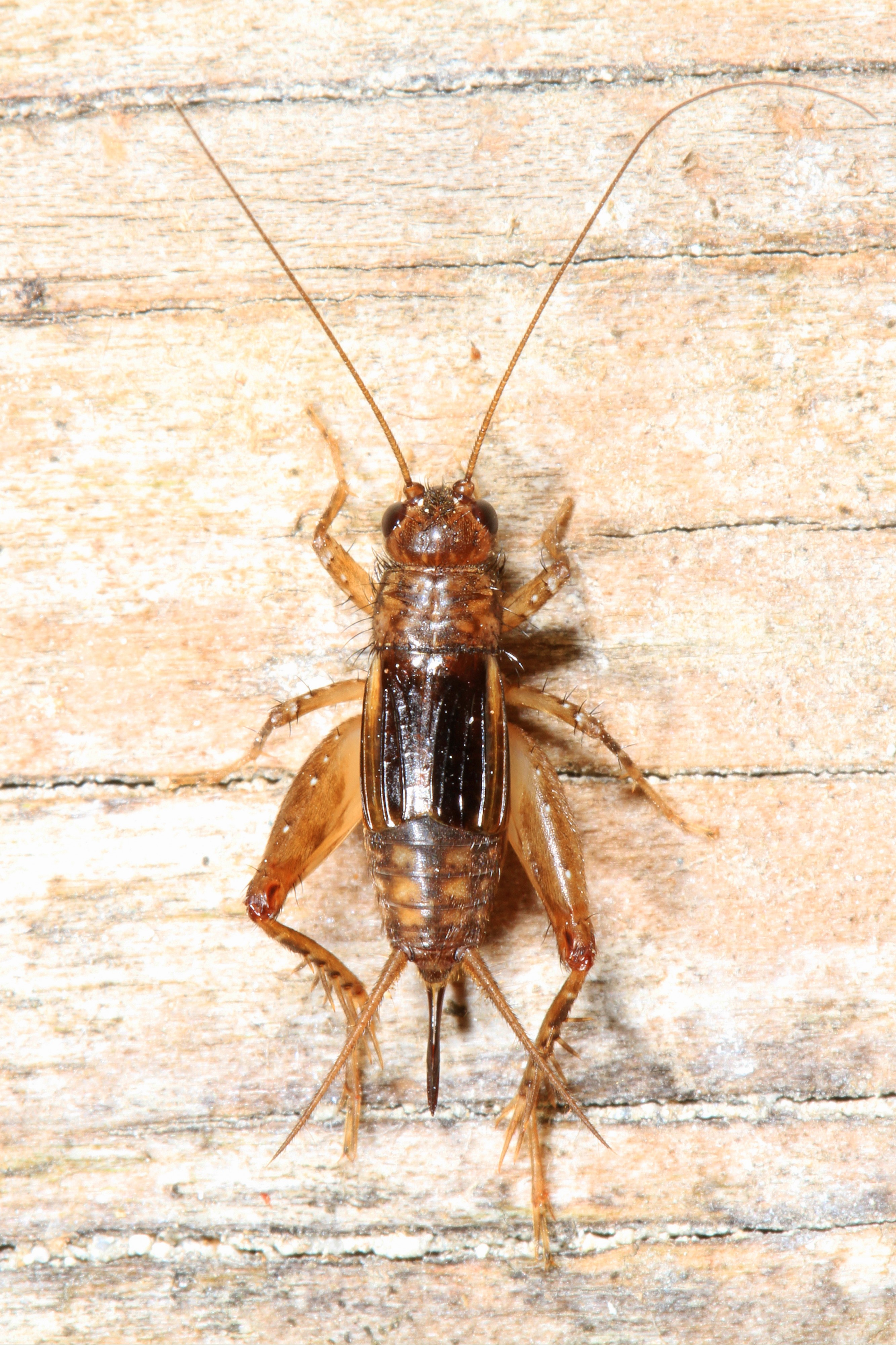Robust Ground Cricket - Allonemobius species, Meadowood Farm SRMA, Mason Neck, Virginia