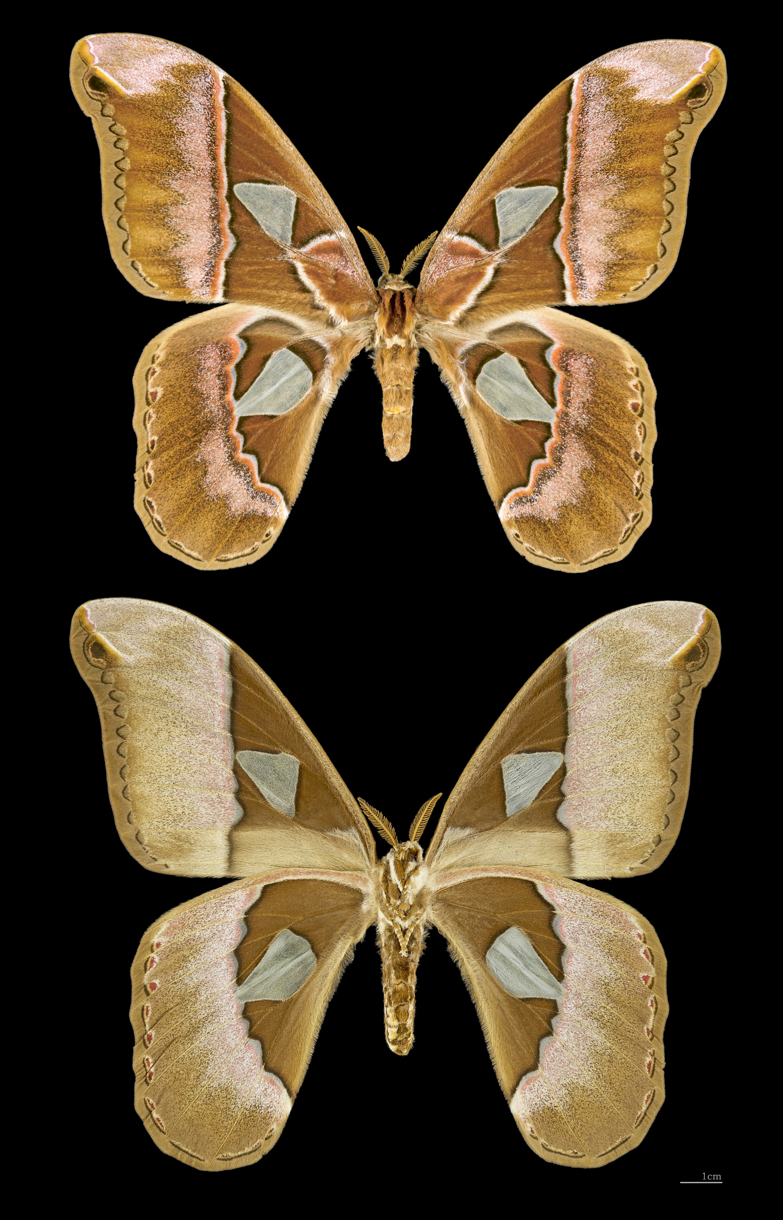 Rothschildia aurota speculifera MHNT female