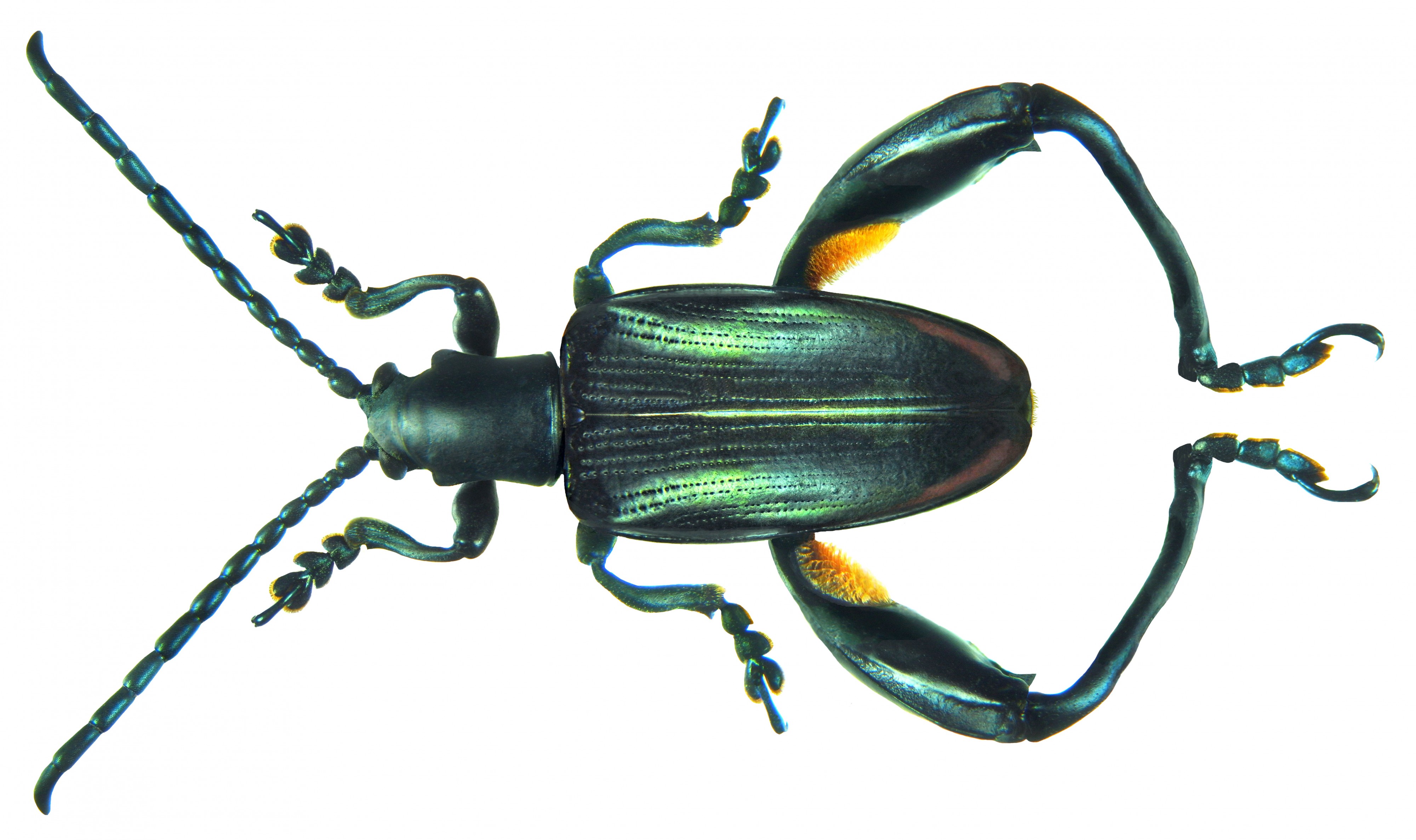 Sagra cf. tristis Fabricius, 1798 male (8569053261) (2)