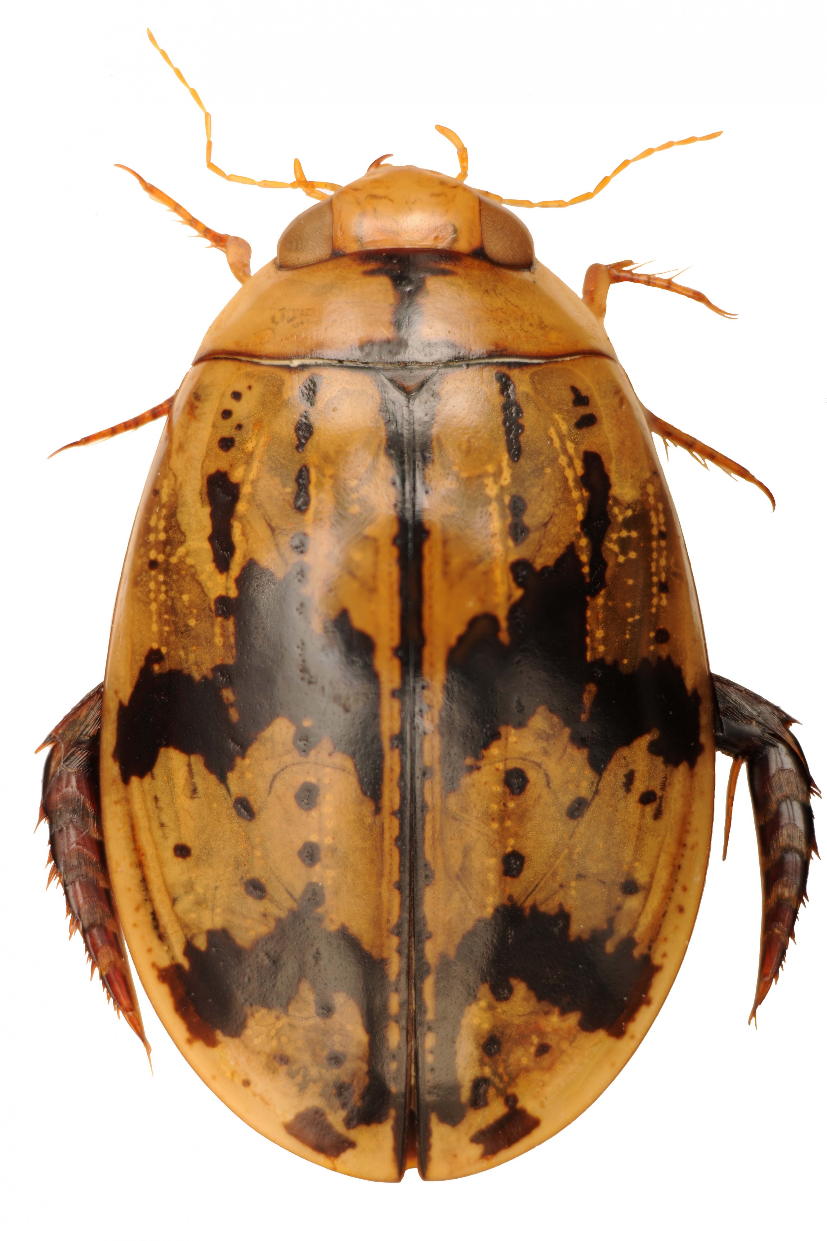 Sandracottus hunteri
