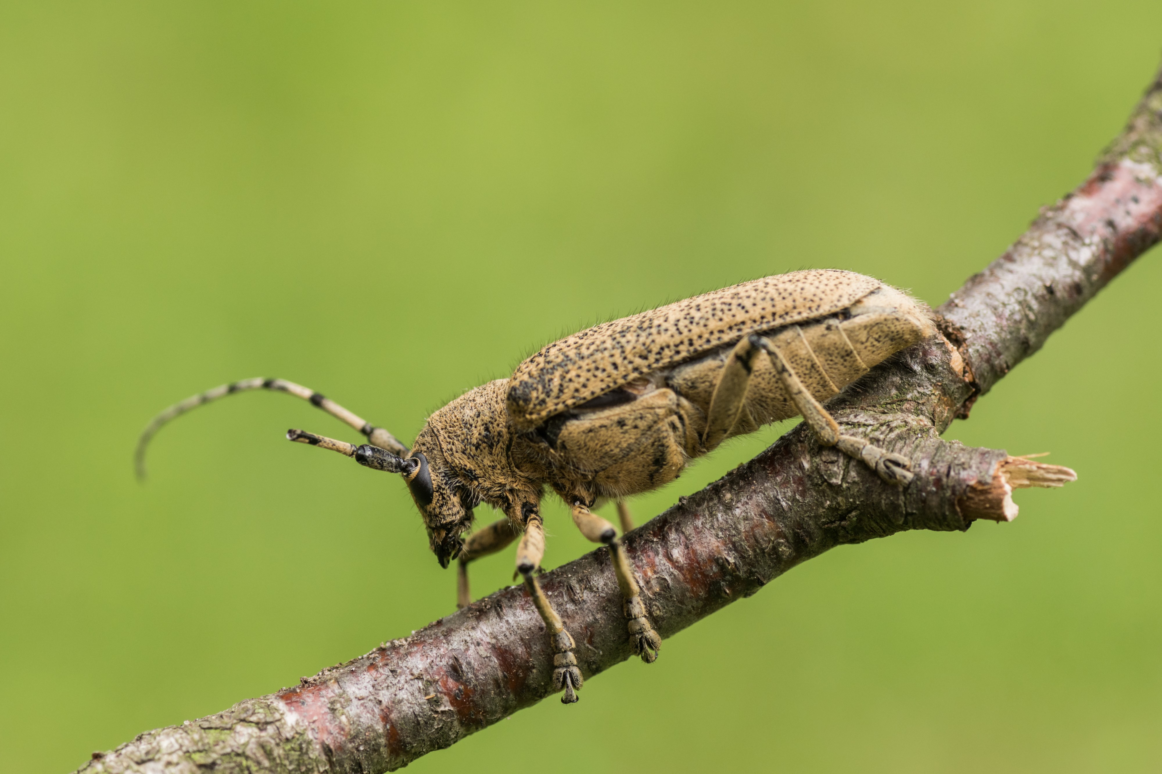 Saperda carcharias 01 (MK)