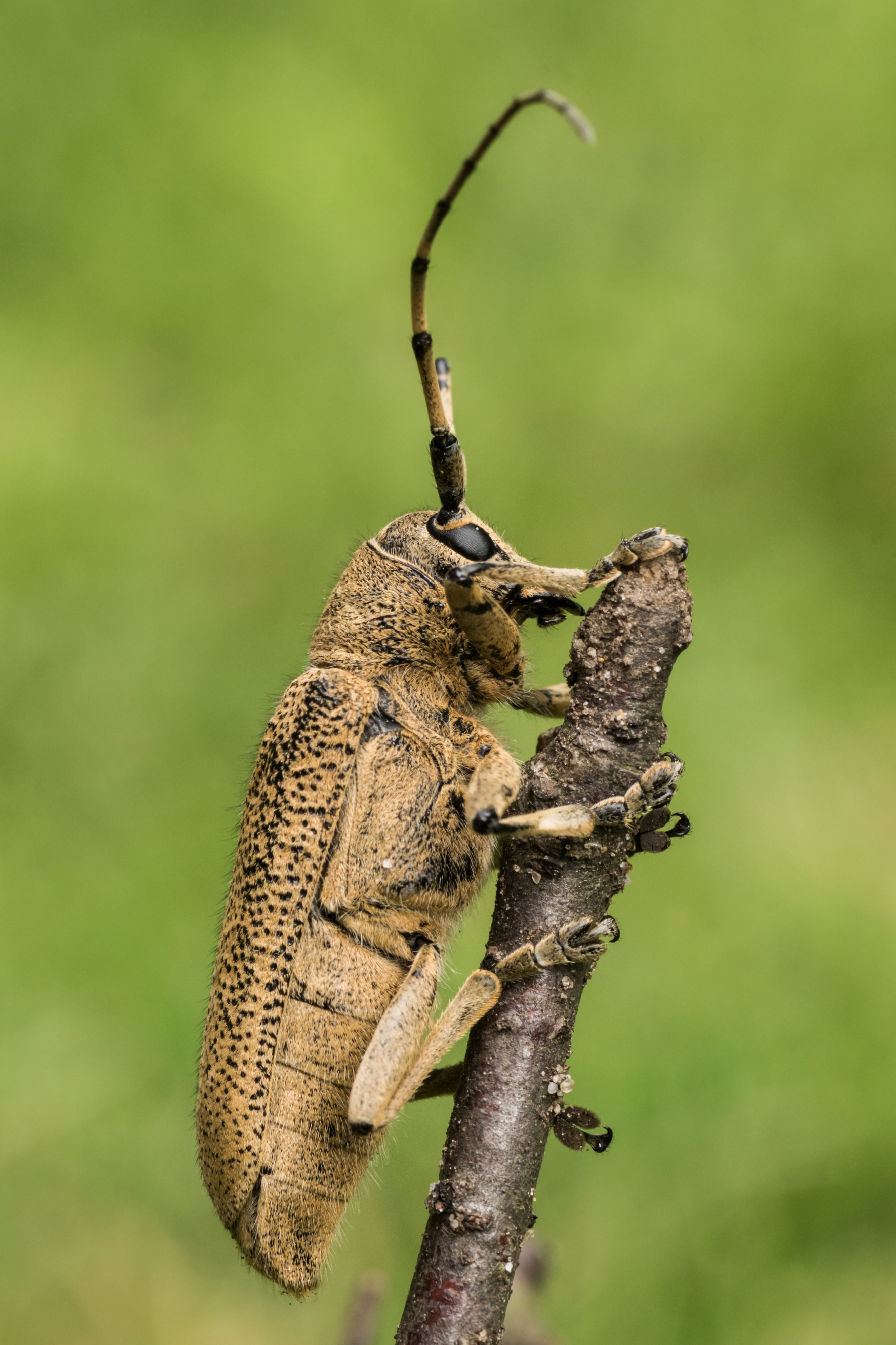Saperda carcharias 02 (MK)