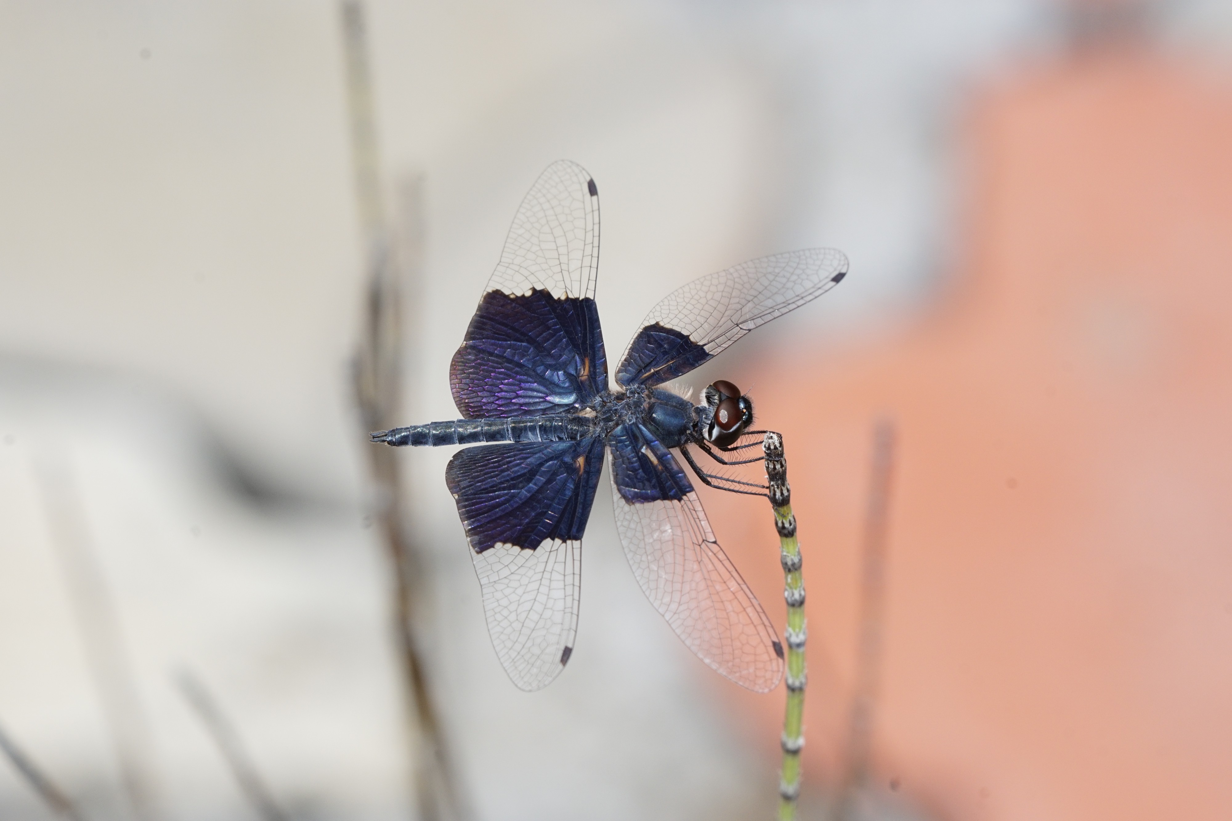 Sapphire flutterer 5826