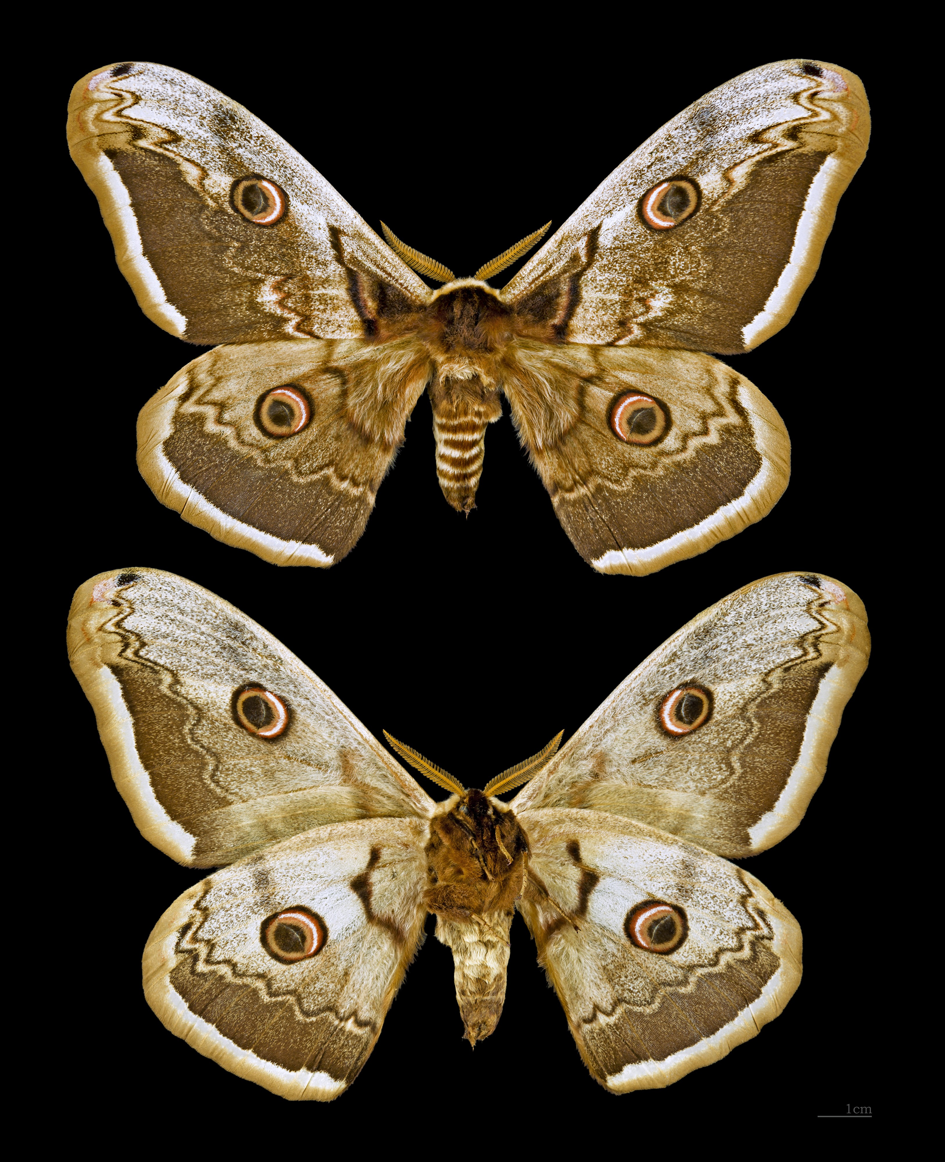 Saturnia pyri MHNT