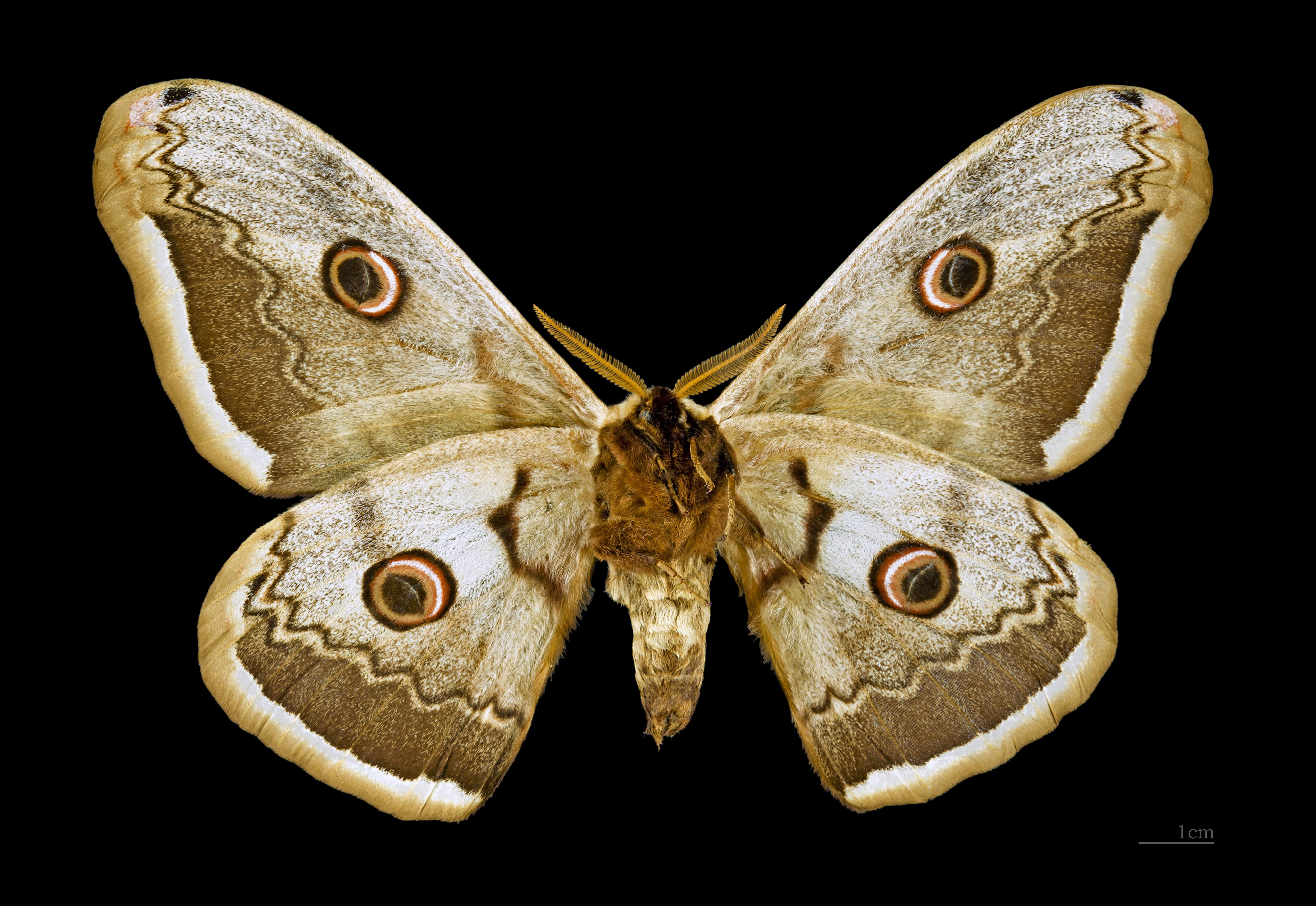 Saturnia pyri MHNT ventre