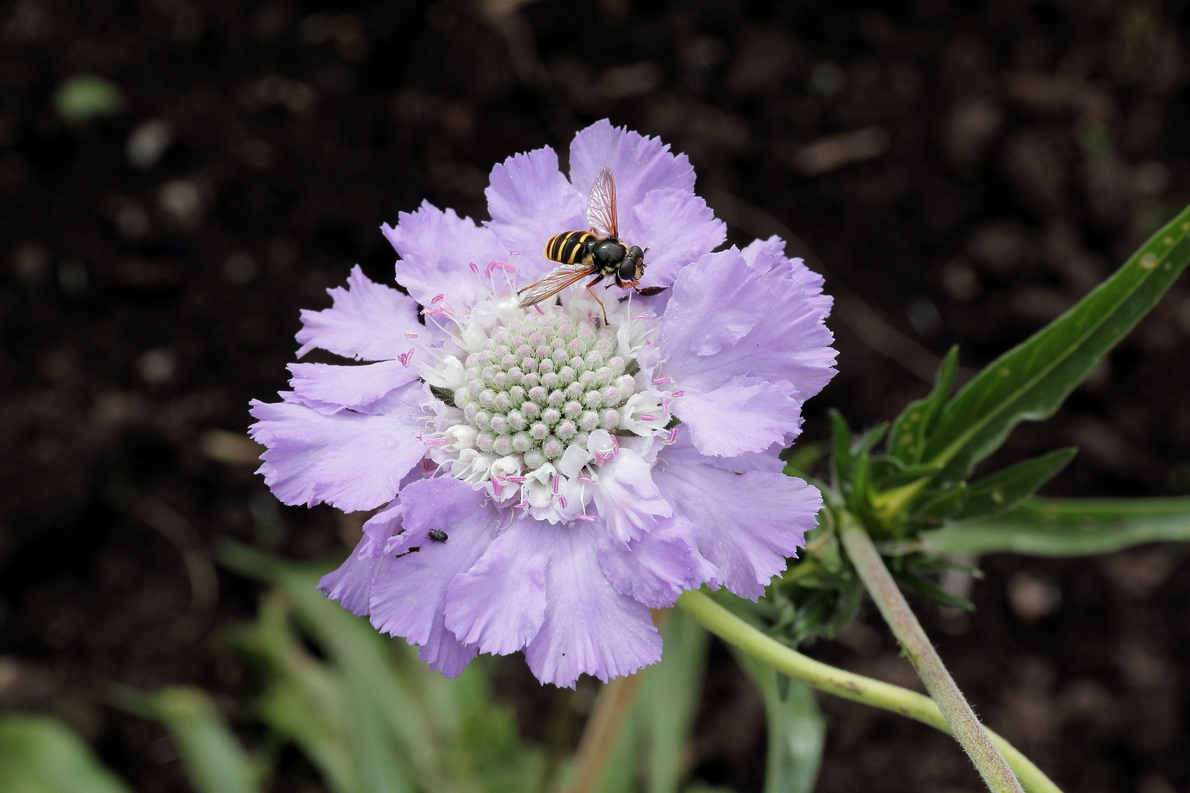 Scabiosa caucasica-IMG 6169