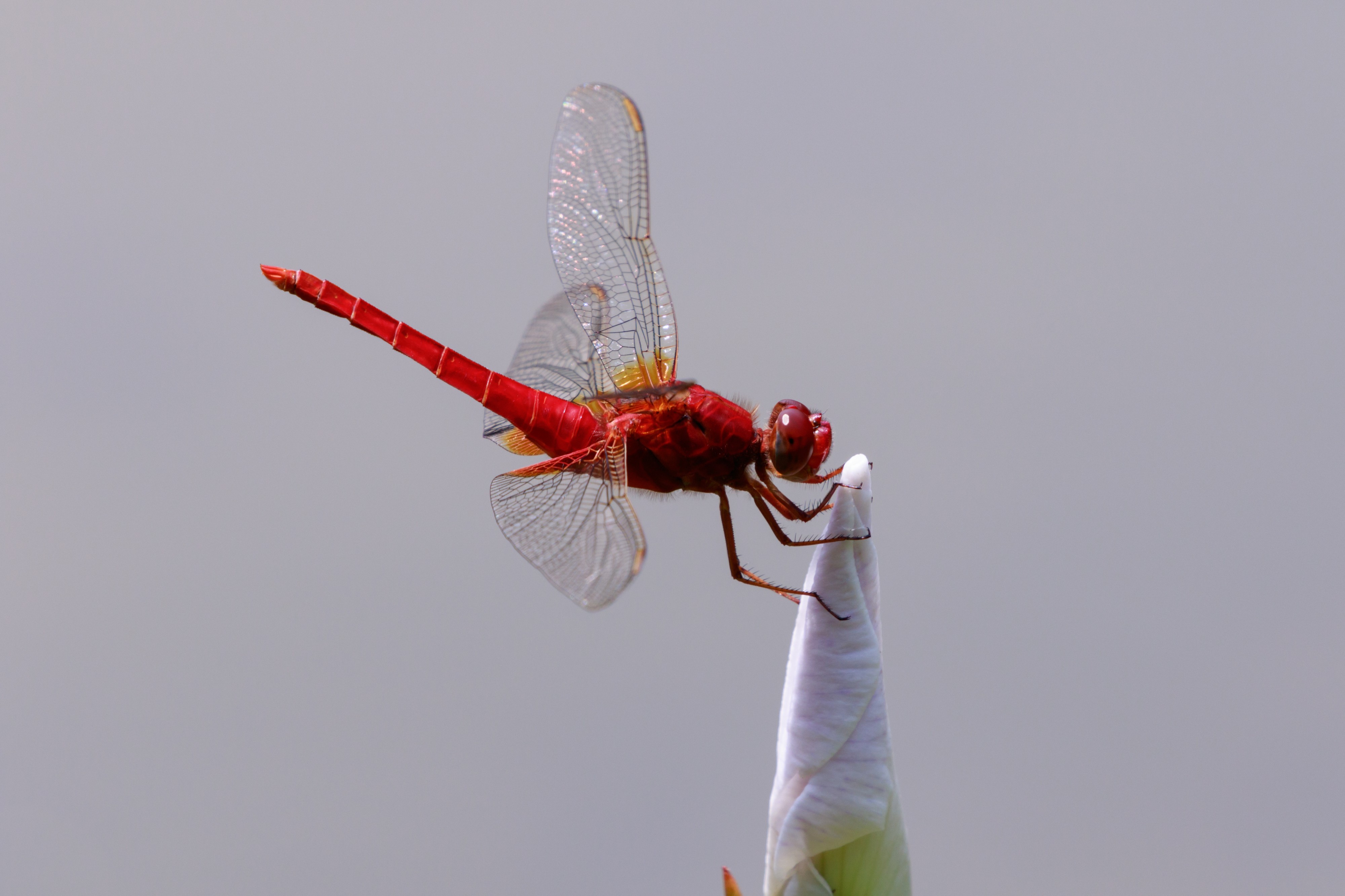Scarlet skimmer at Keitakuen in Osaka, June 2016 IV