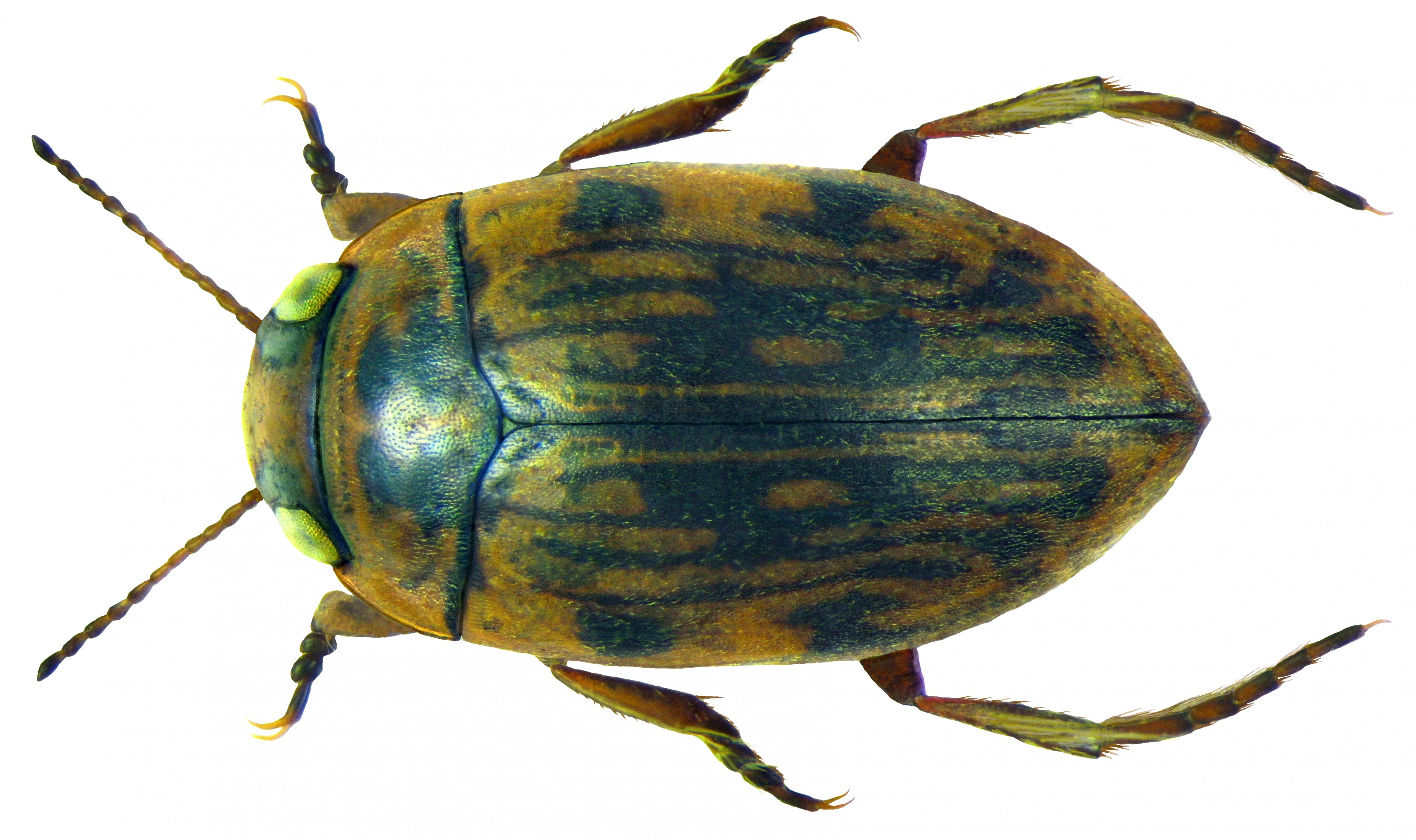 Scarodytes halensis (Fabricius, 1787) (5997693685) (2)