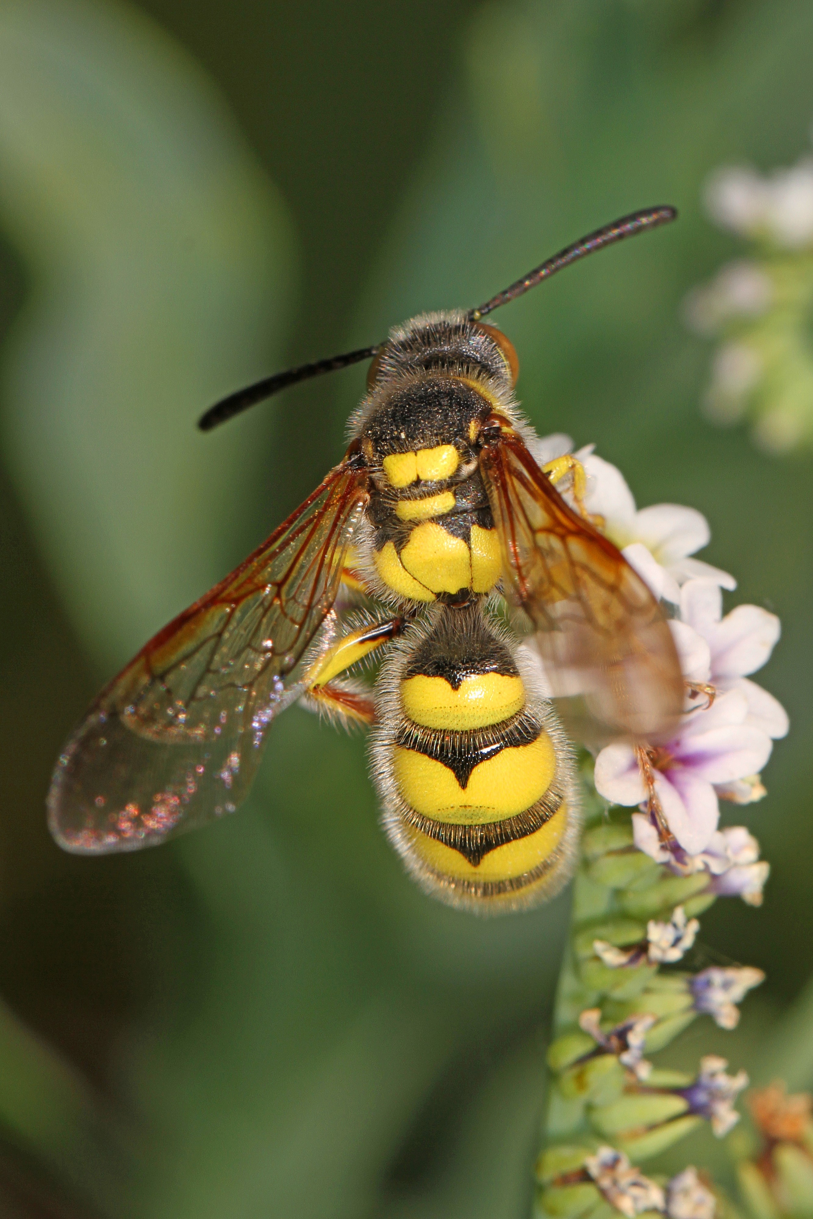 Scoliid Wasp - Crioscolia alcione, Pahranagat National Wildlife Refuge, Nevada