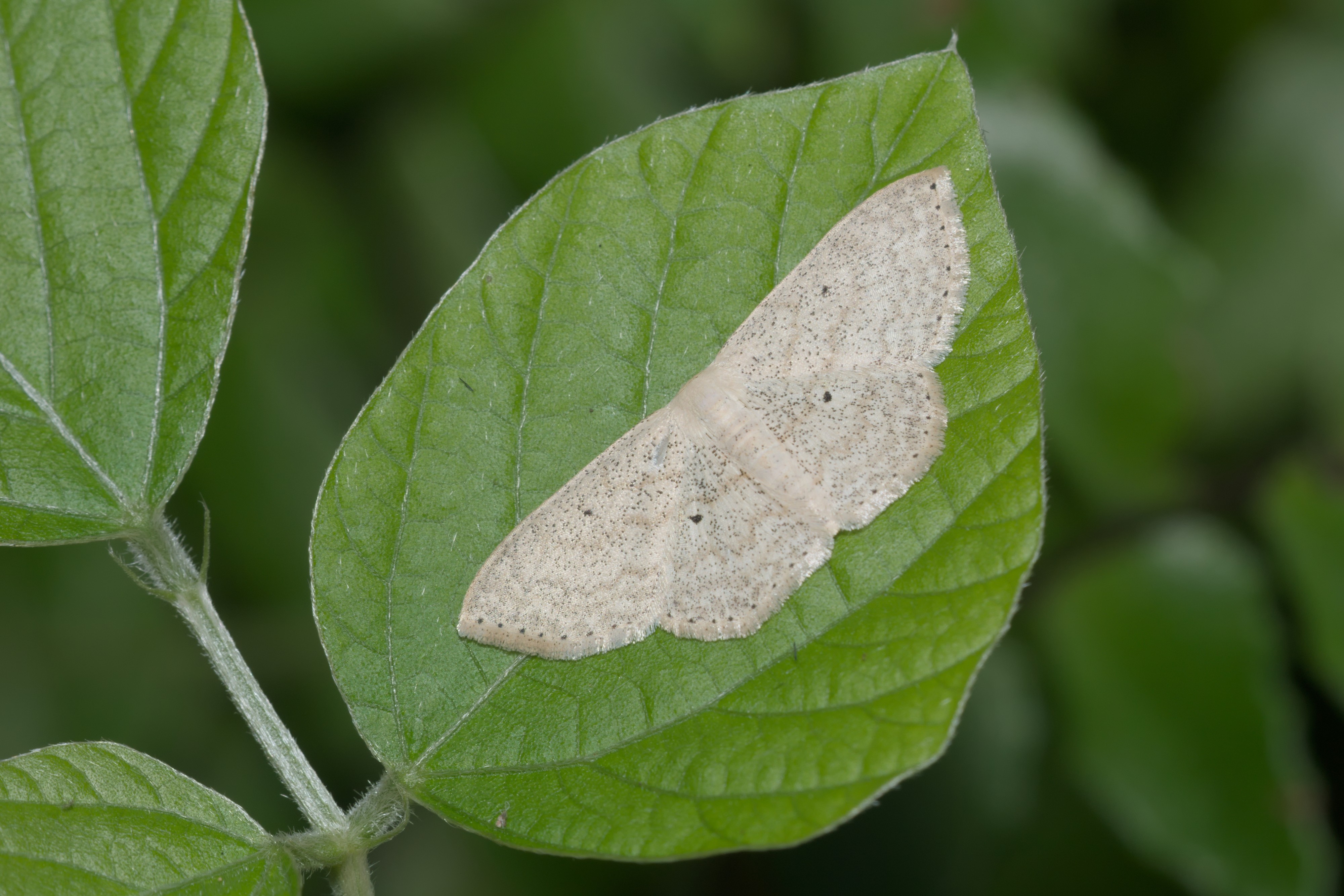 Scopula-Kadavoor-2016-04-02-001
