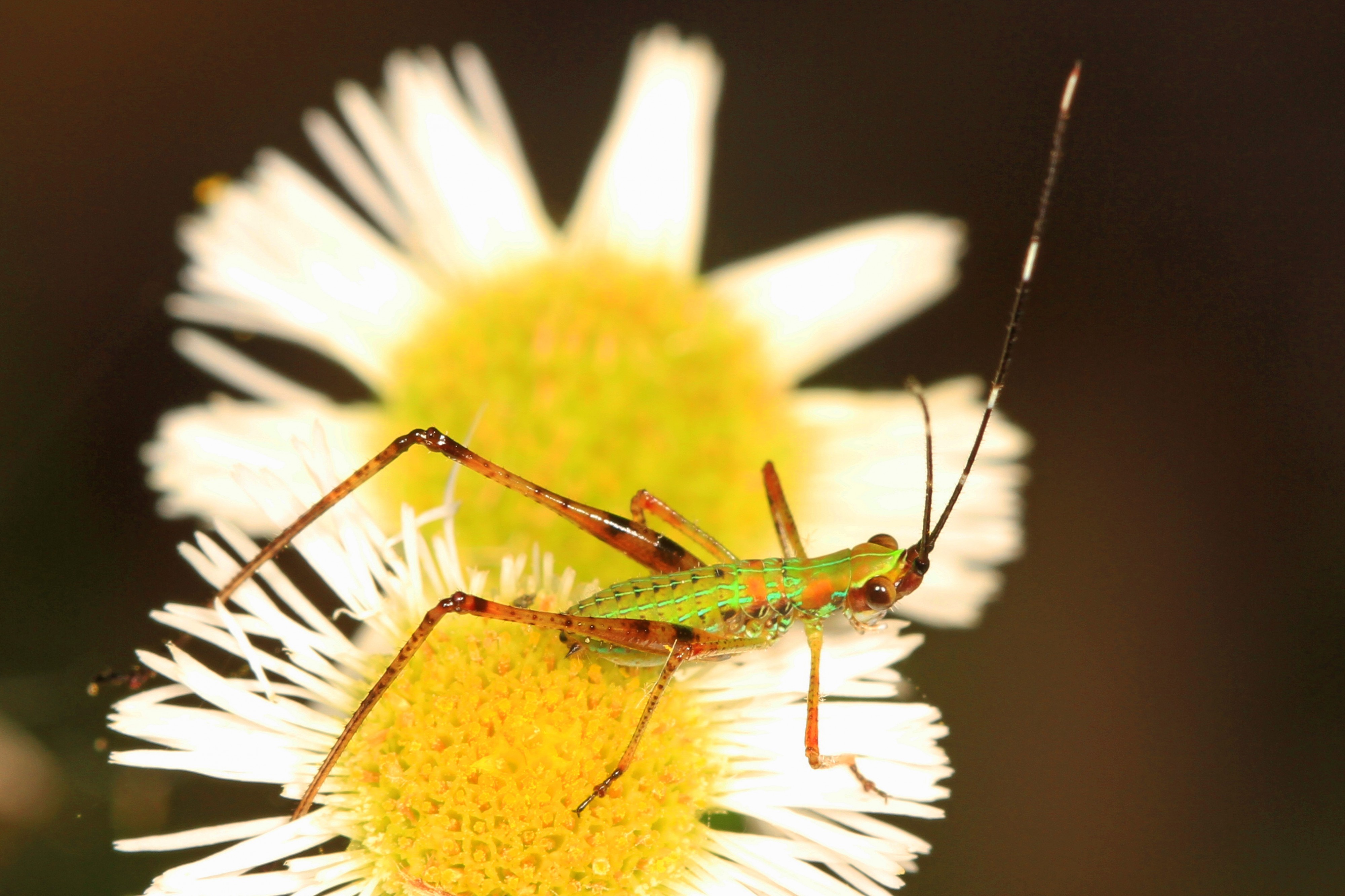 Scudder's Bush Katydid - Scudderia species, near Leesville, Louisiana