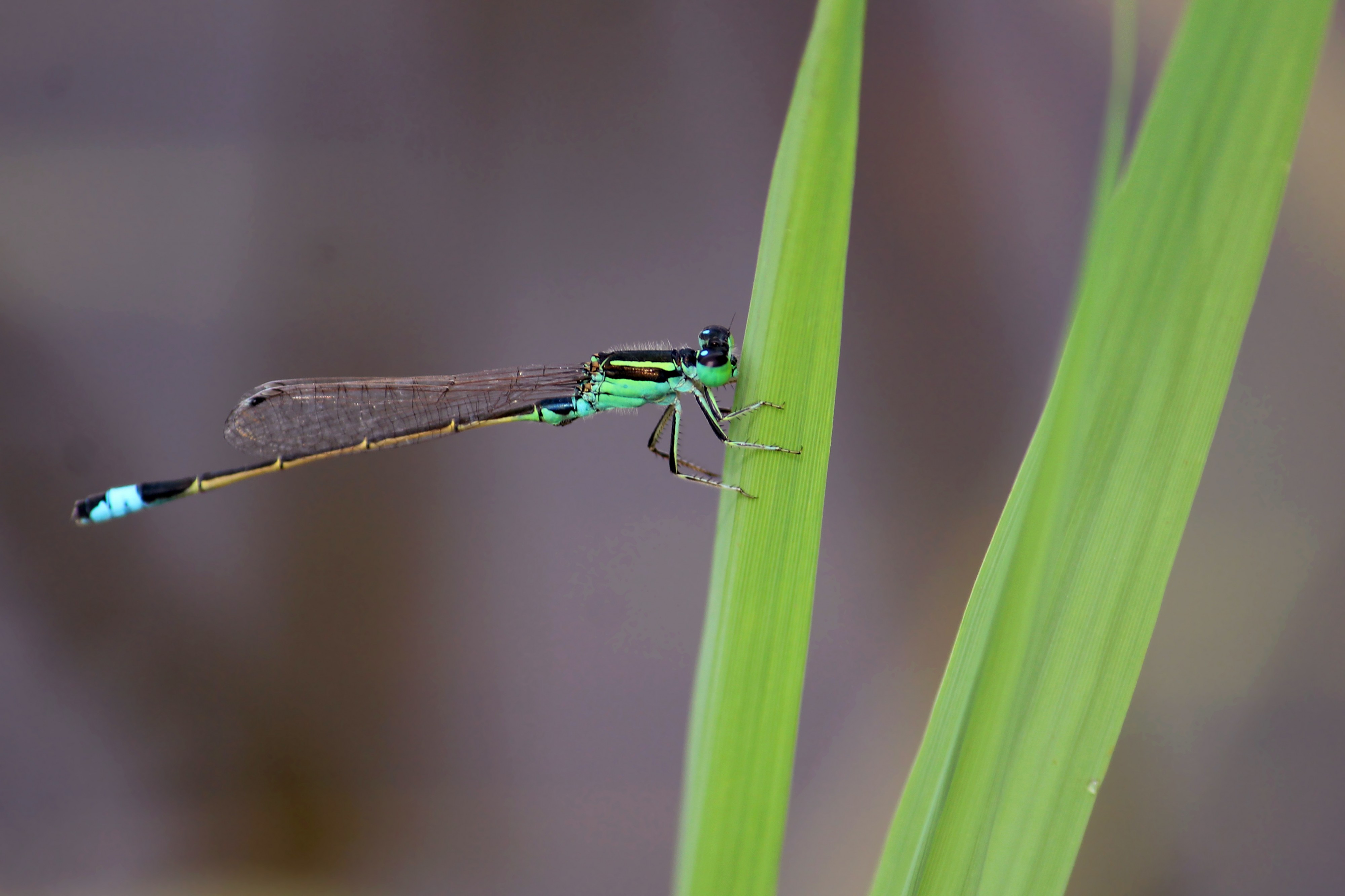 Senegal Golden Dartlet or Common bluetail (Ischnura senegalensis) male