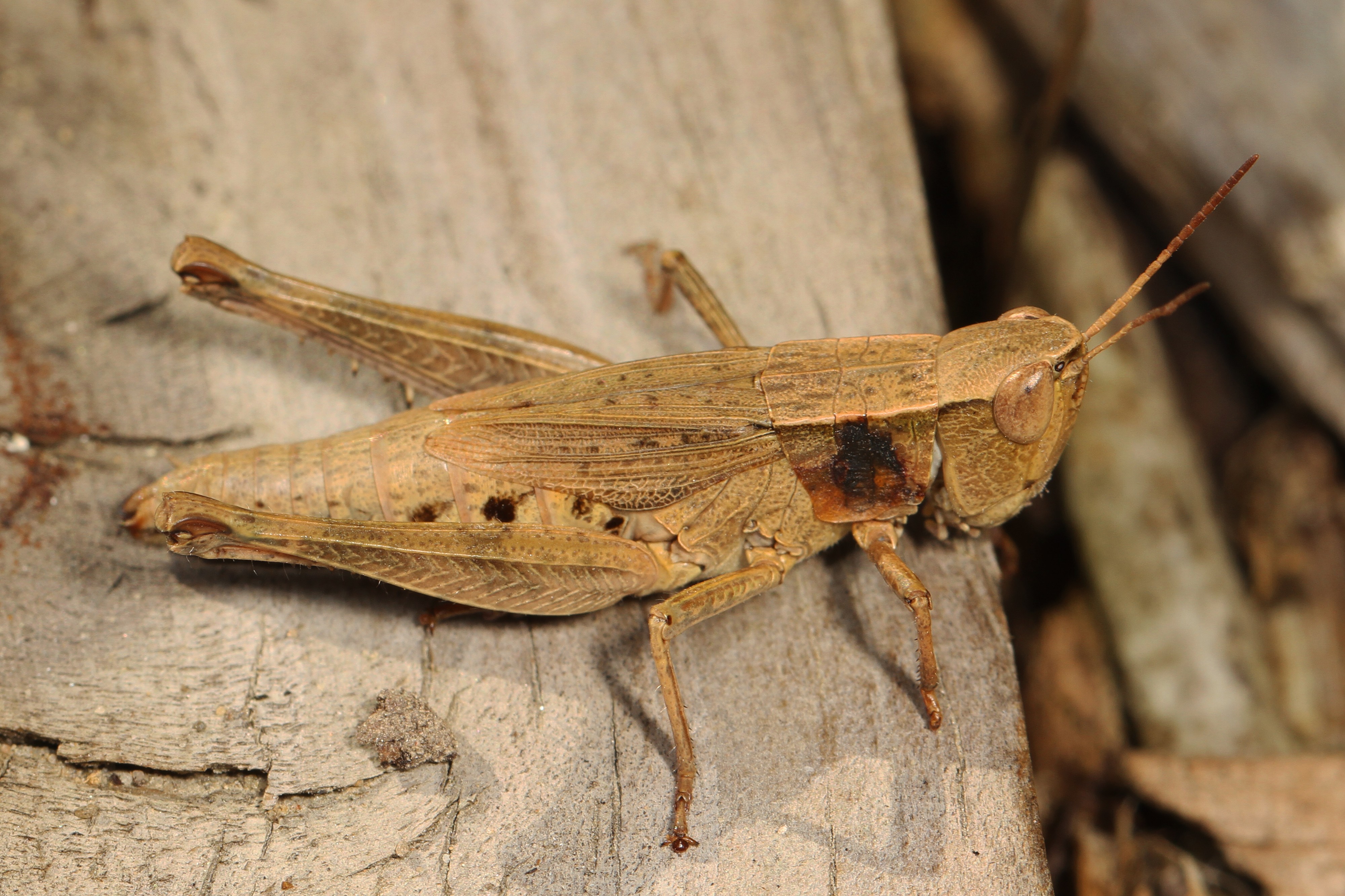Short-winged Green Grasshopper - Dichromorpha viridis, Meadowood Farm SRMA, Mason Neck, Virginia