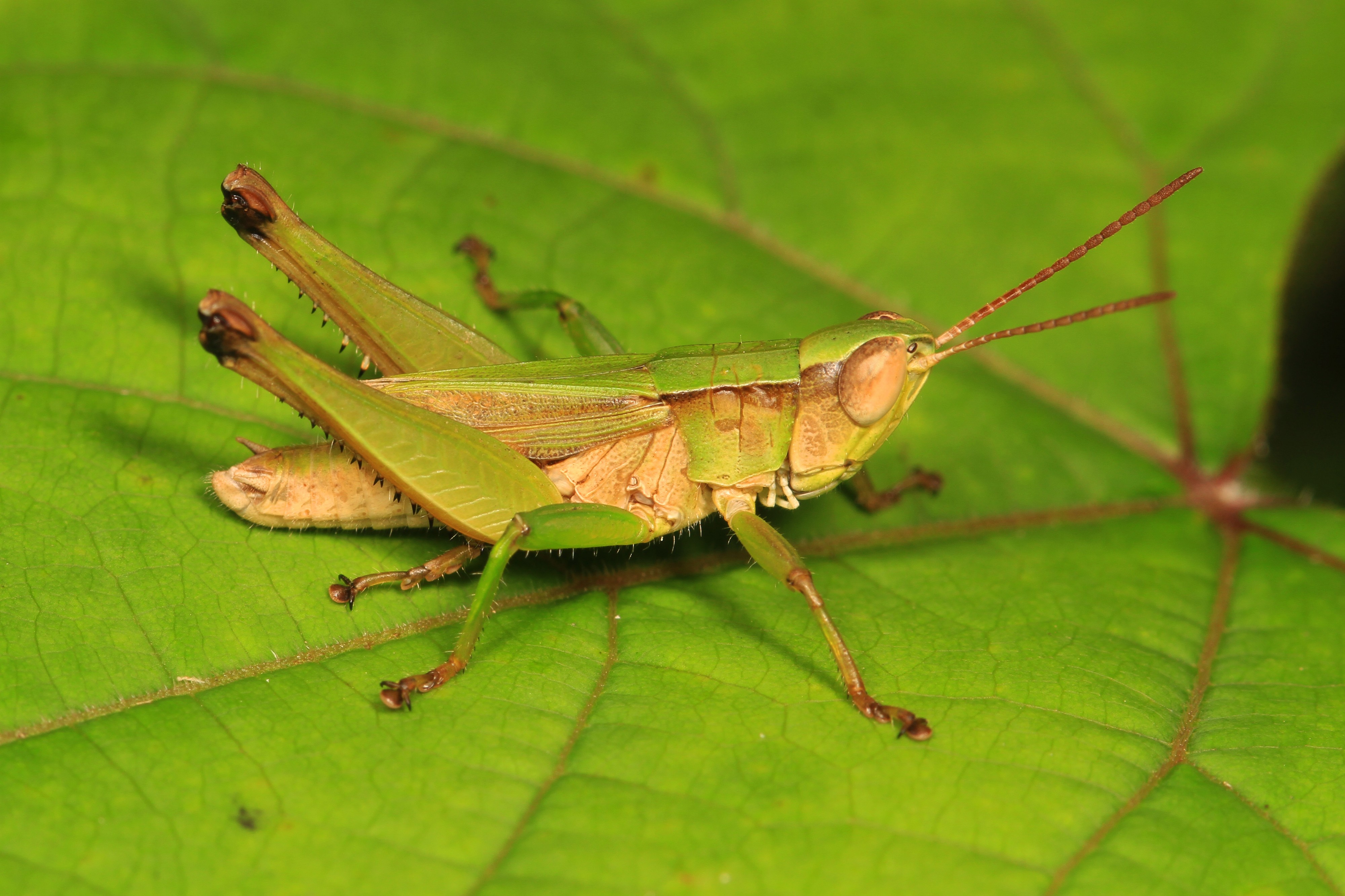 Short-winged Green Grasshopper - Dichromorpha viridis, Merrimac Farm Wildlife Management Area, Aden, Virginia
