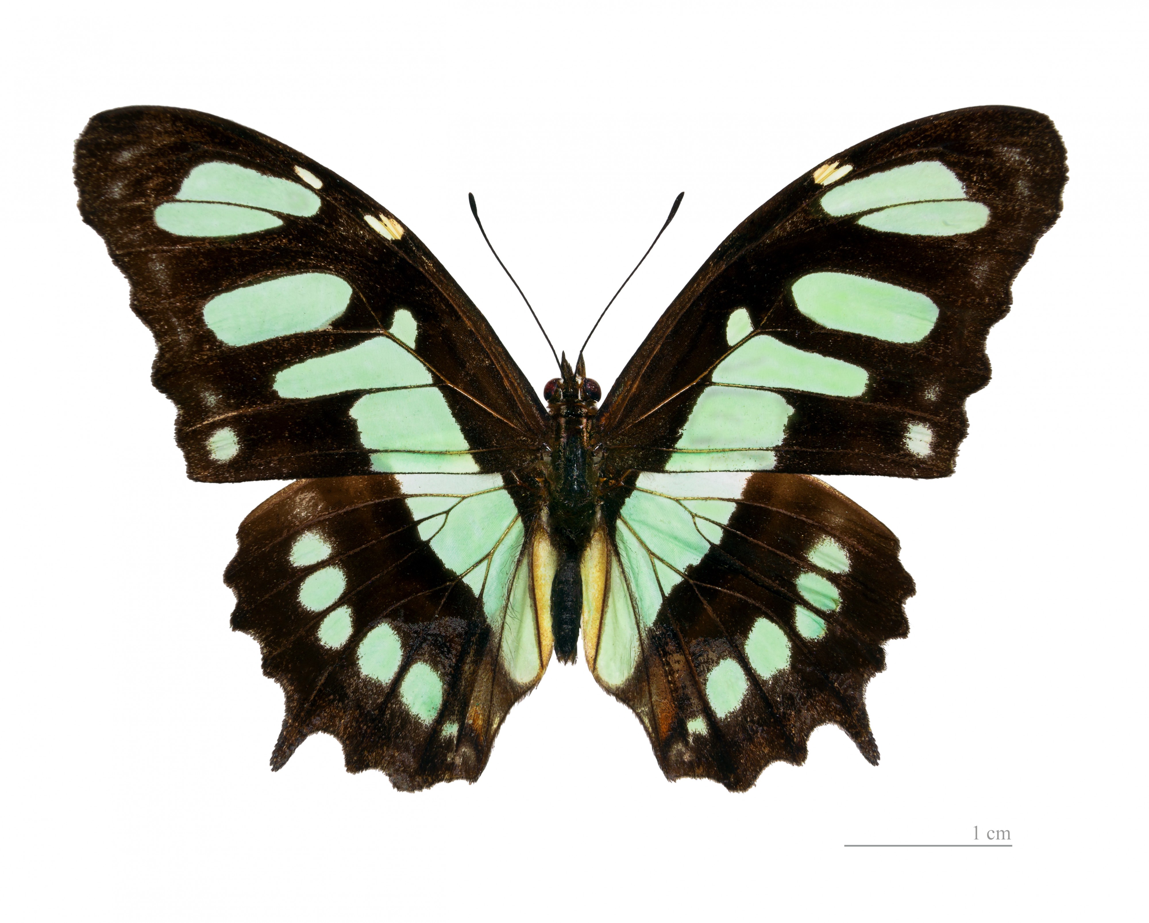 Siproeta stelenes meridionalis MHNT dos