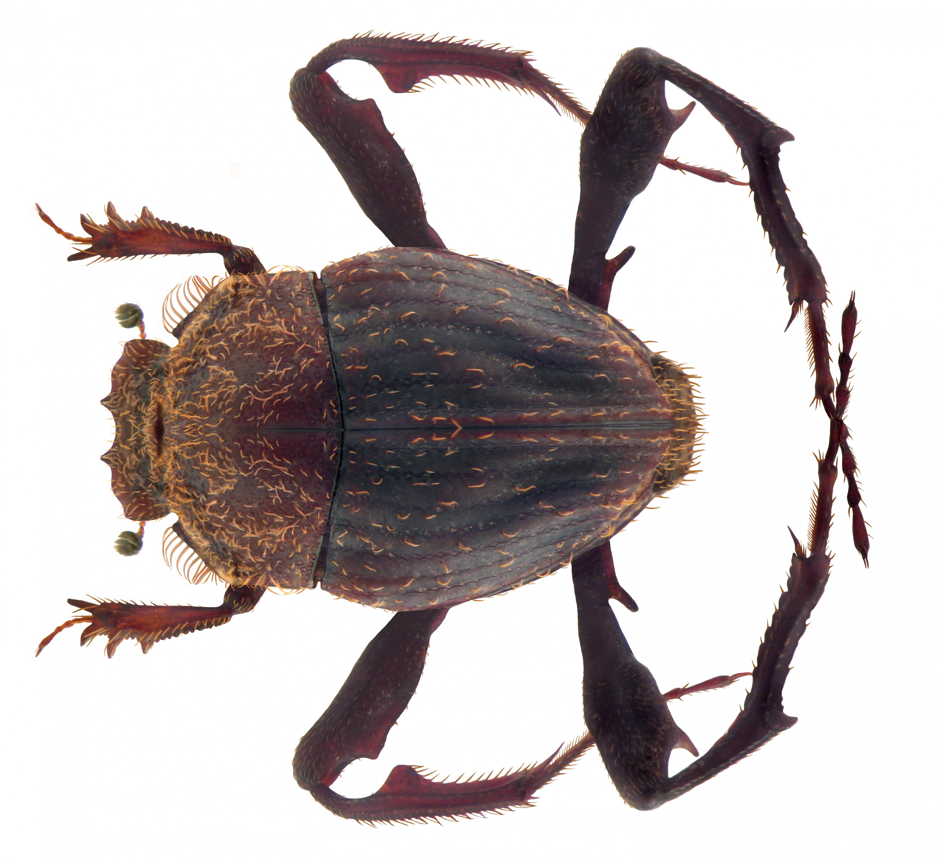 Sisyphus thoracicus Sharp, 1875 male (4346951898)