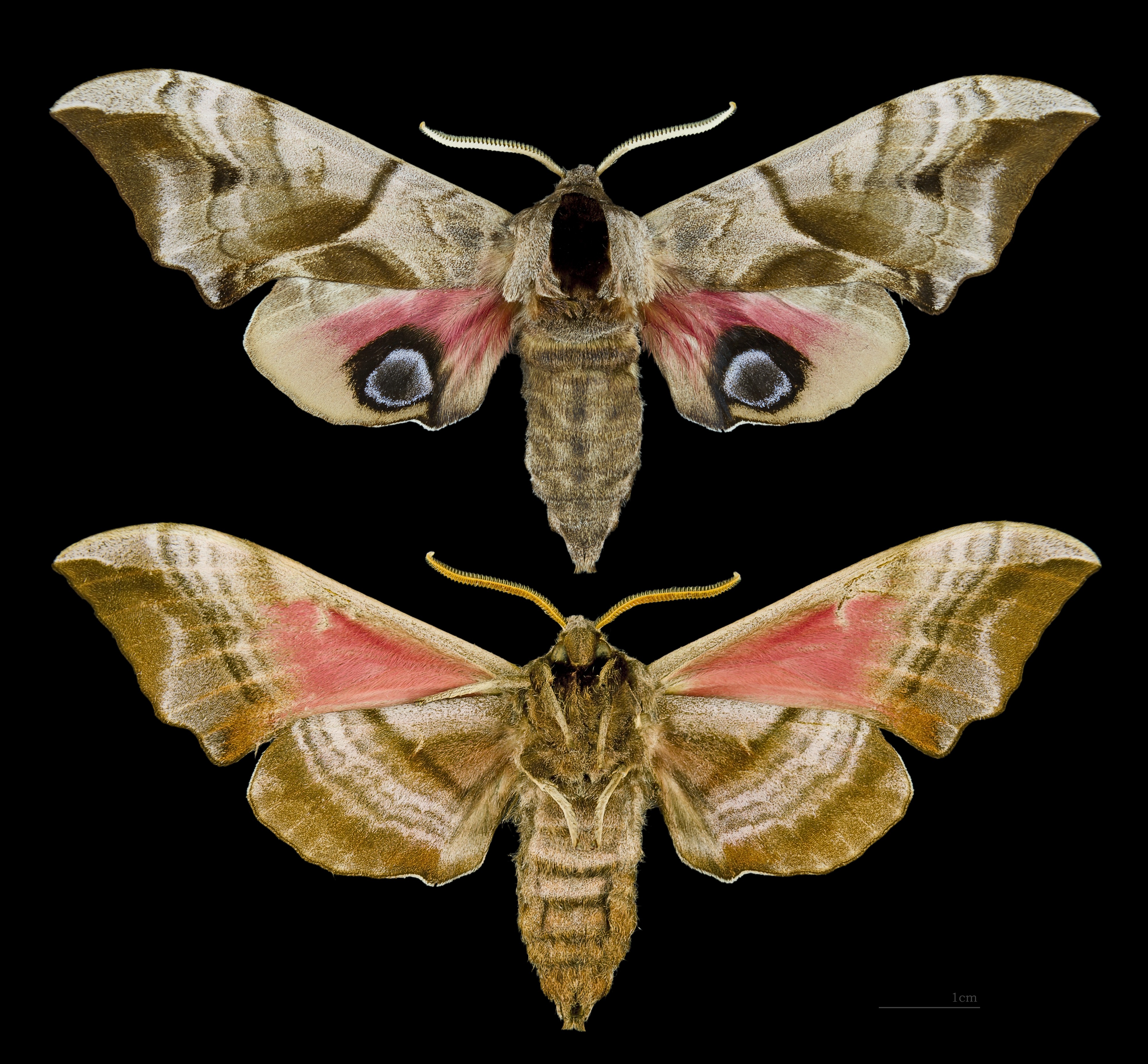 Smerinthus ocellatus MHNT Female