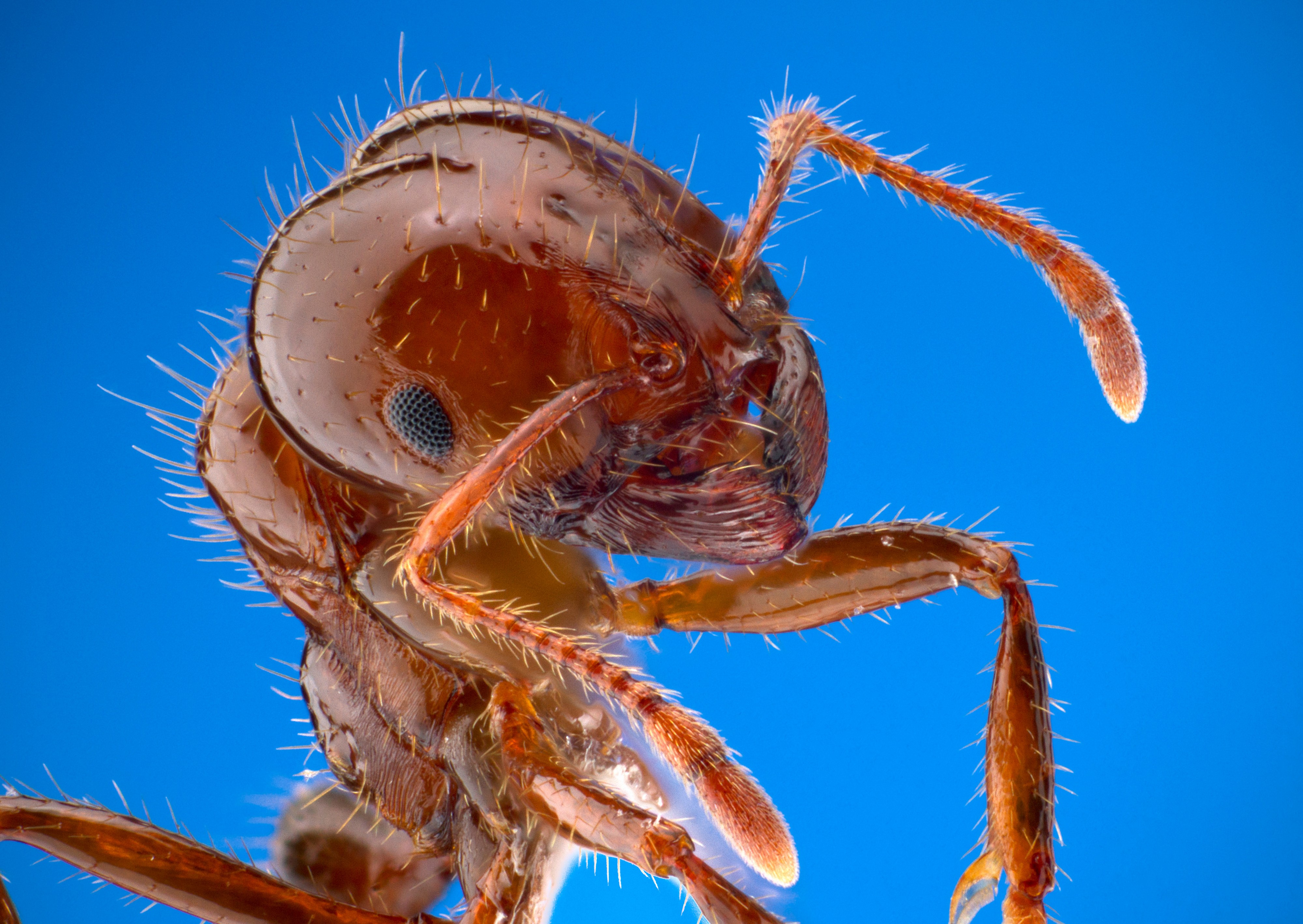 Solenopsis invicta1