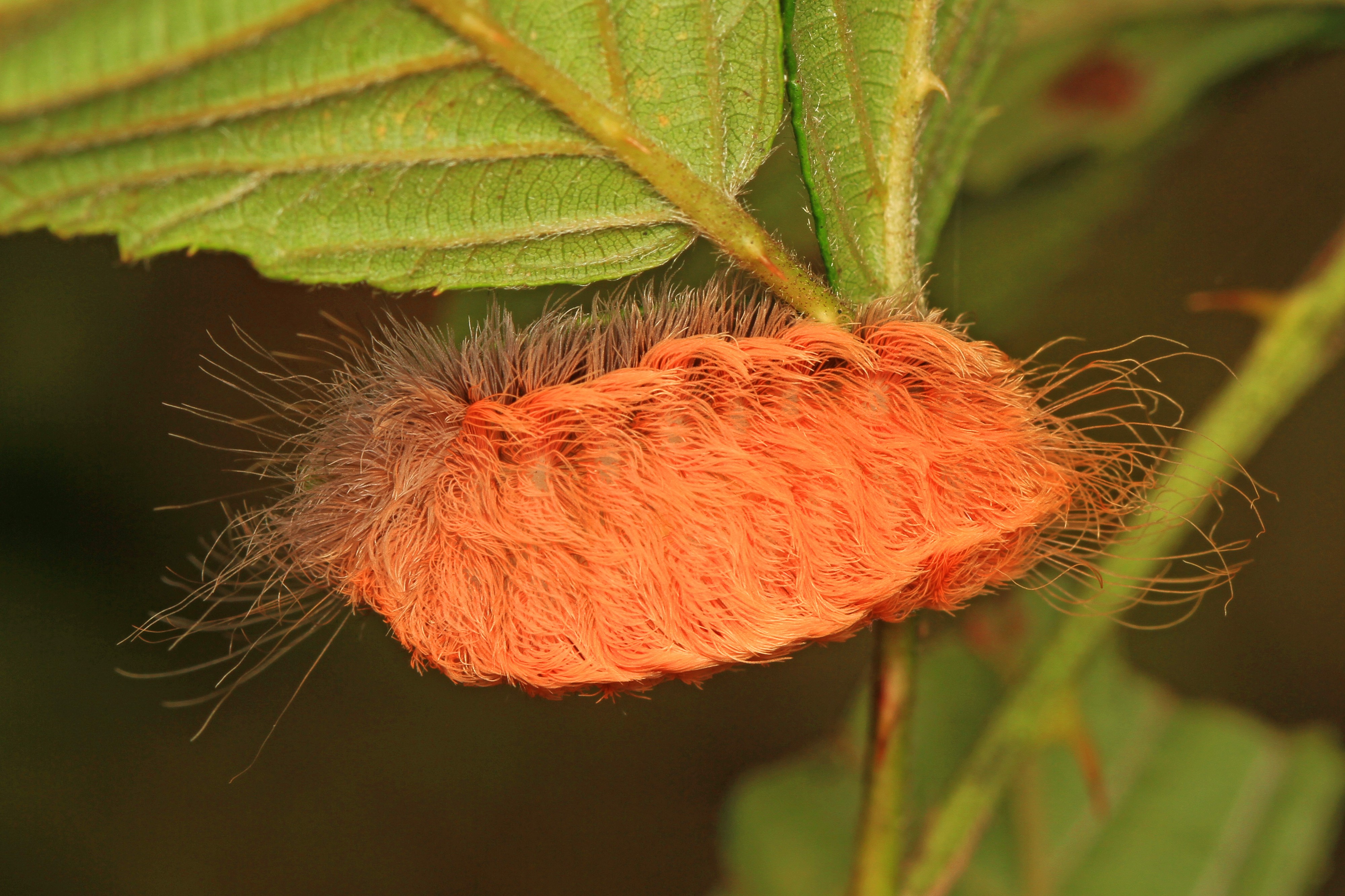 Southern Flannel Moth caterpillar - Megalopyge opercularis, Merrimac Farm Wildlife Management Area, Aden, Virginia