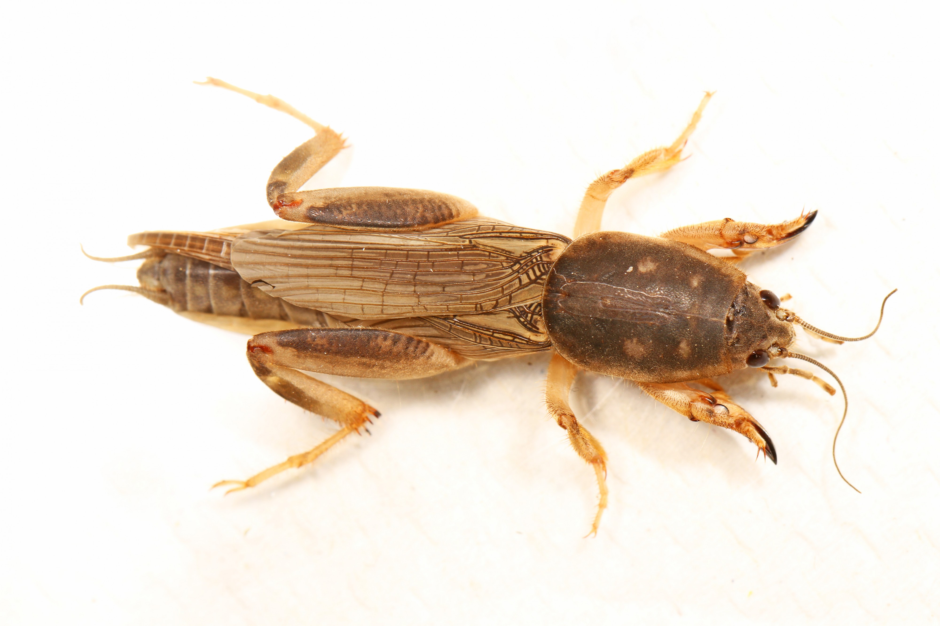 Southern Mole Cricket - Scapteriscus borellii, Sapelo Island, Georgia