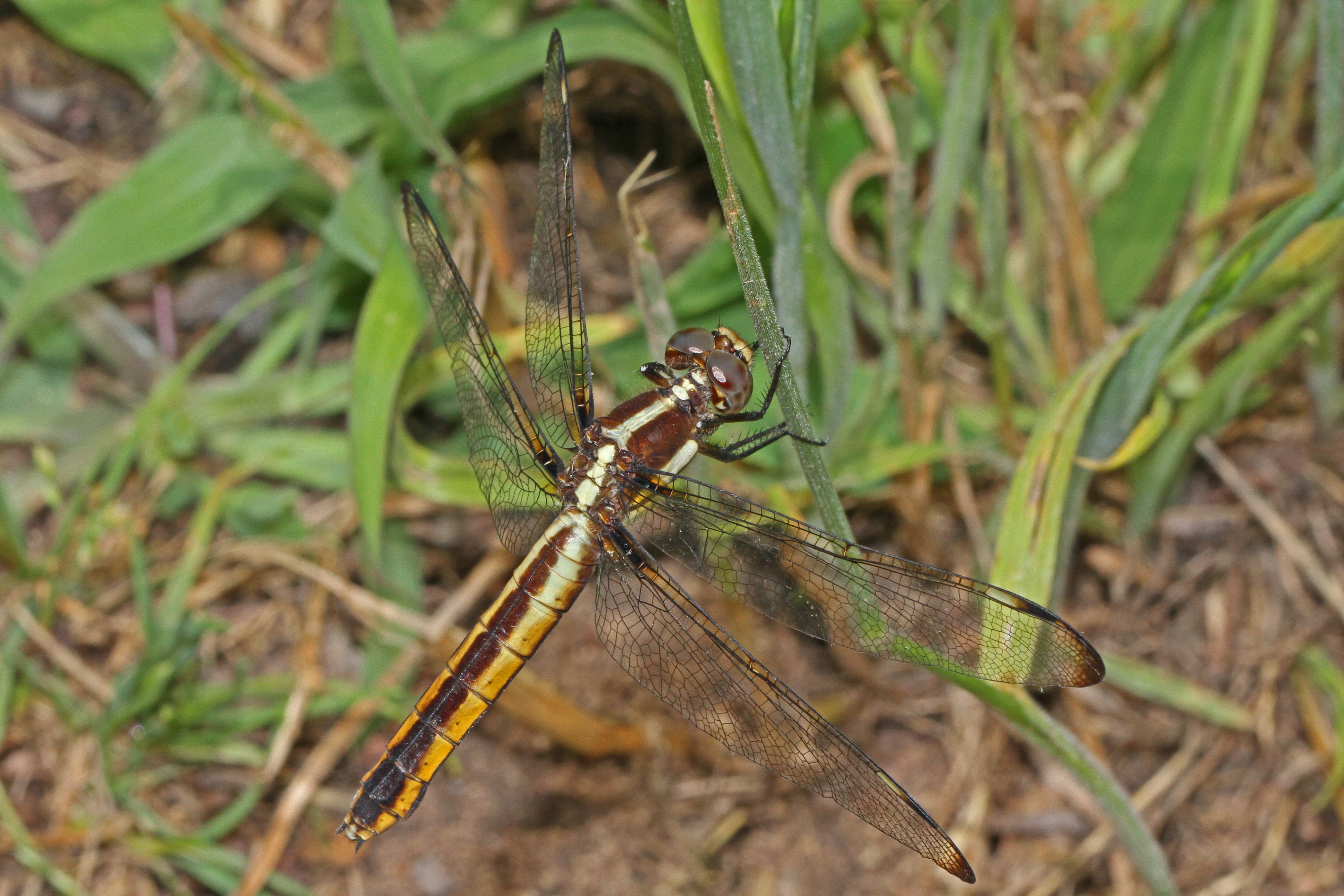 Spangled Skimmer - Libellula cyanea, Julie Metz Wetlands, Woodbridge, Virginia - 7154519011