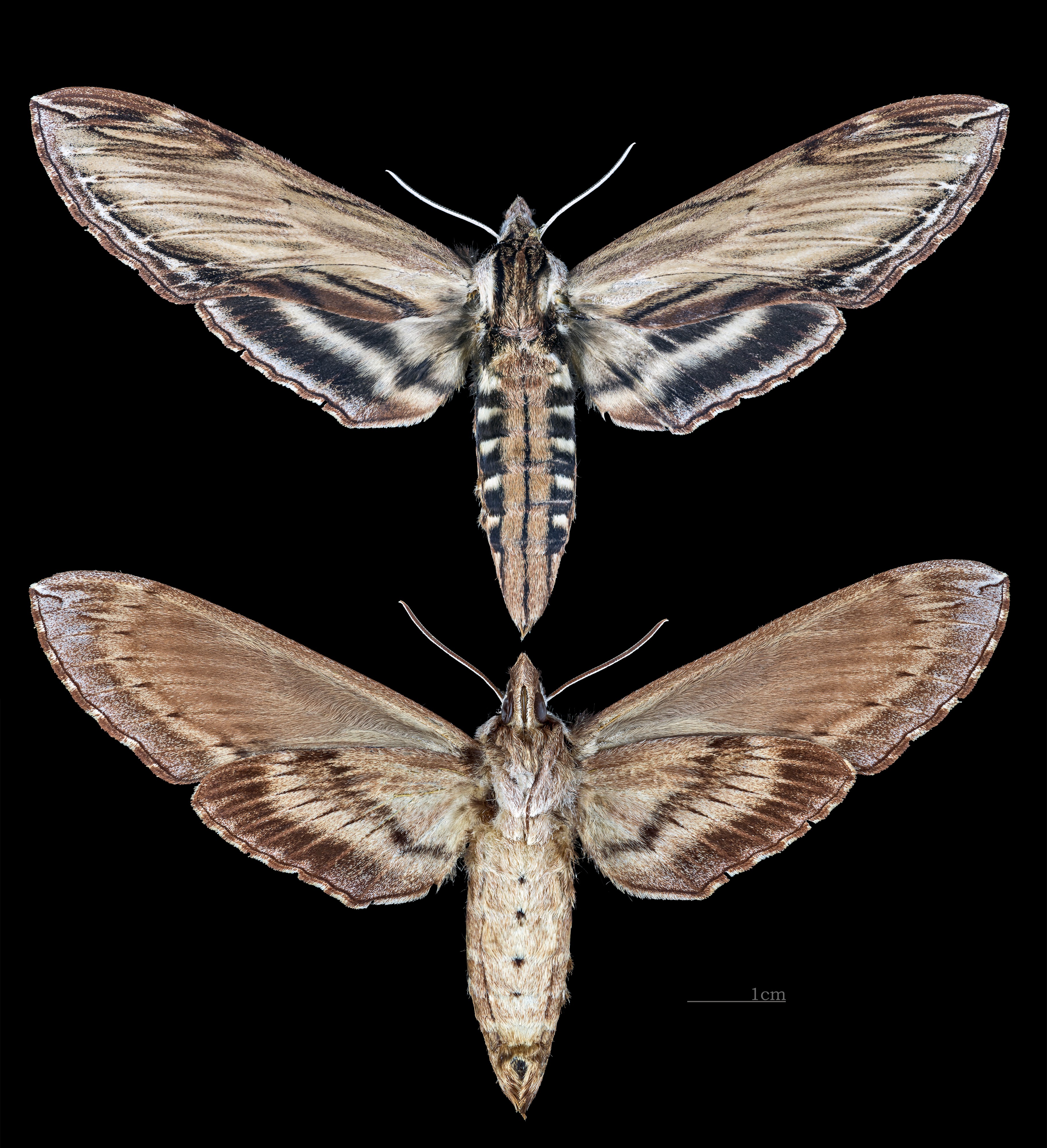 Sphinx kalmiae MHNT CUT 2010 0 145 Wakefield Canada female
