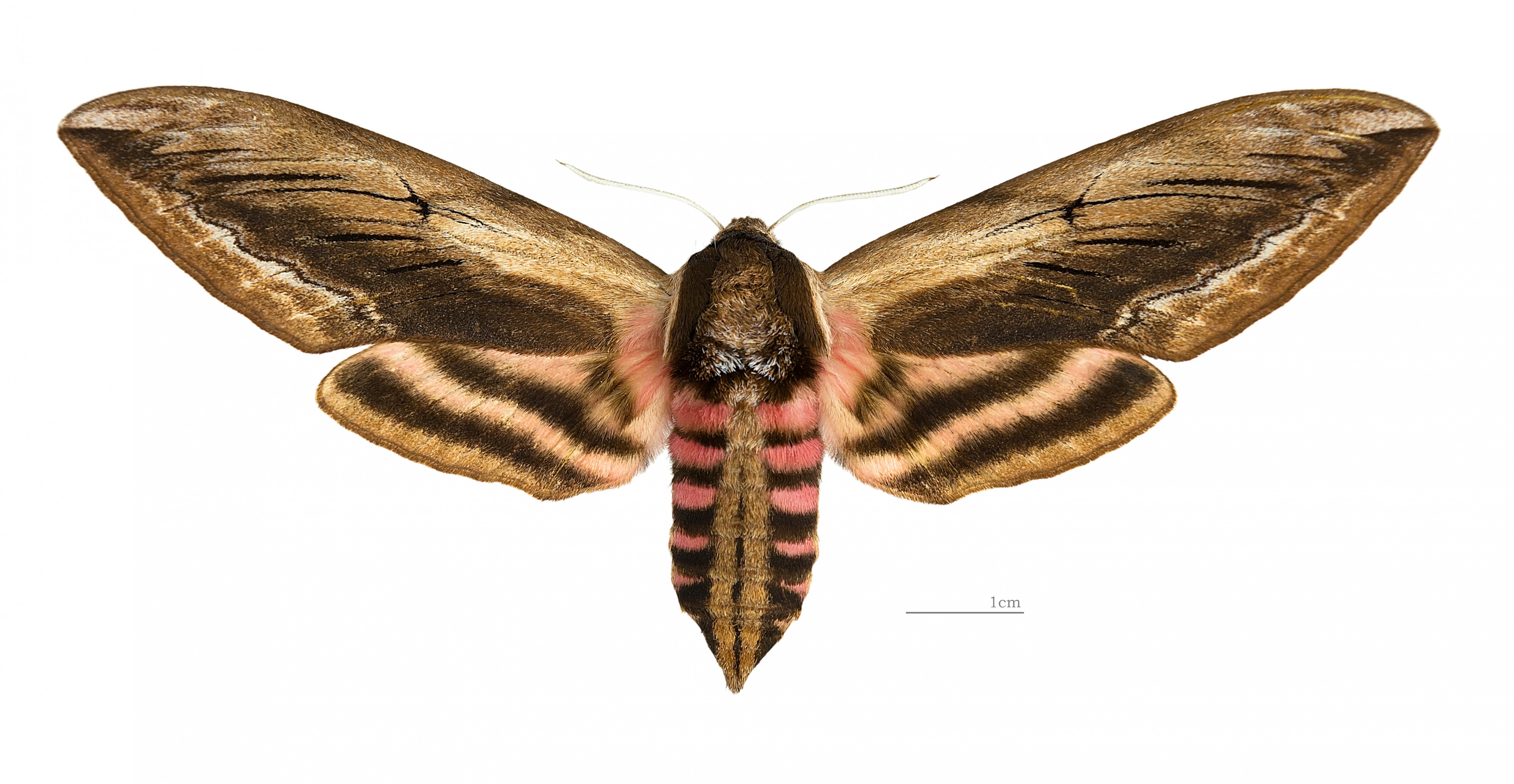 Sphinx ligustri MHNT dos femelle