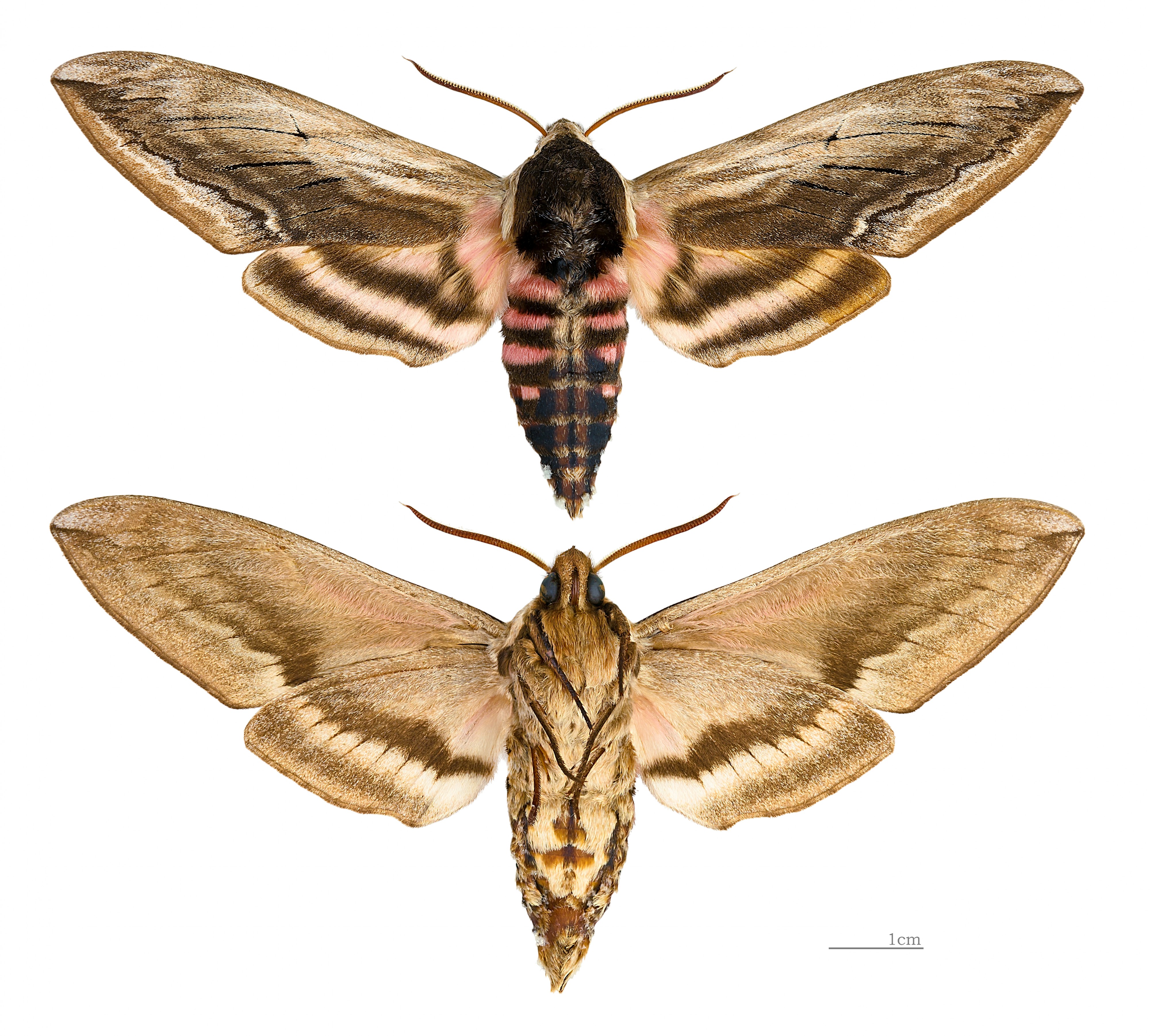 Sphinx ligustri MHNT male