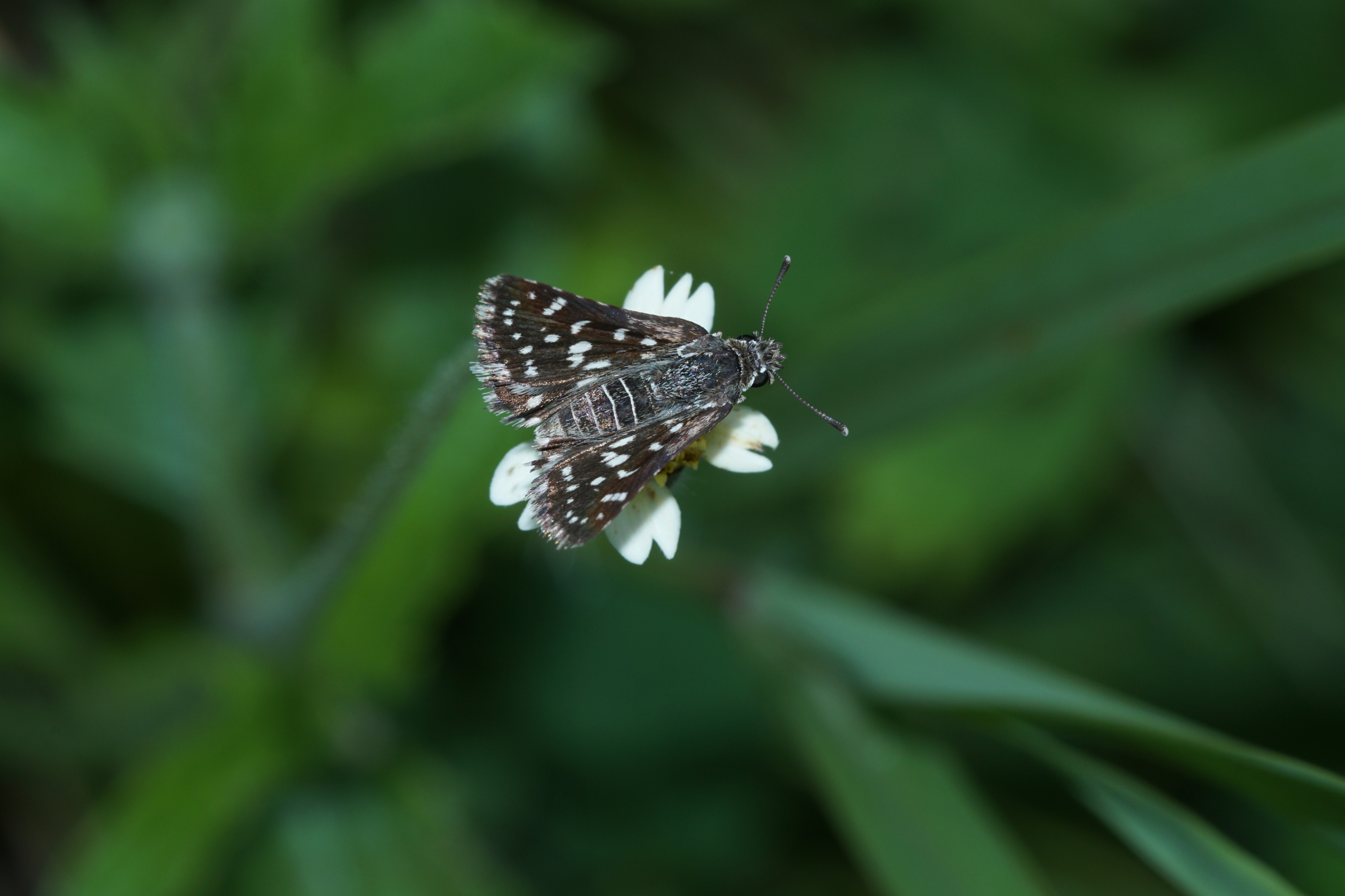 Spialia galba 04586