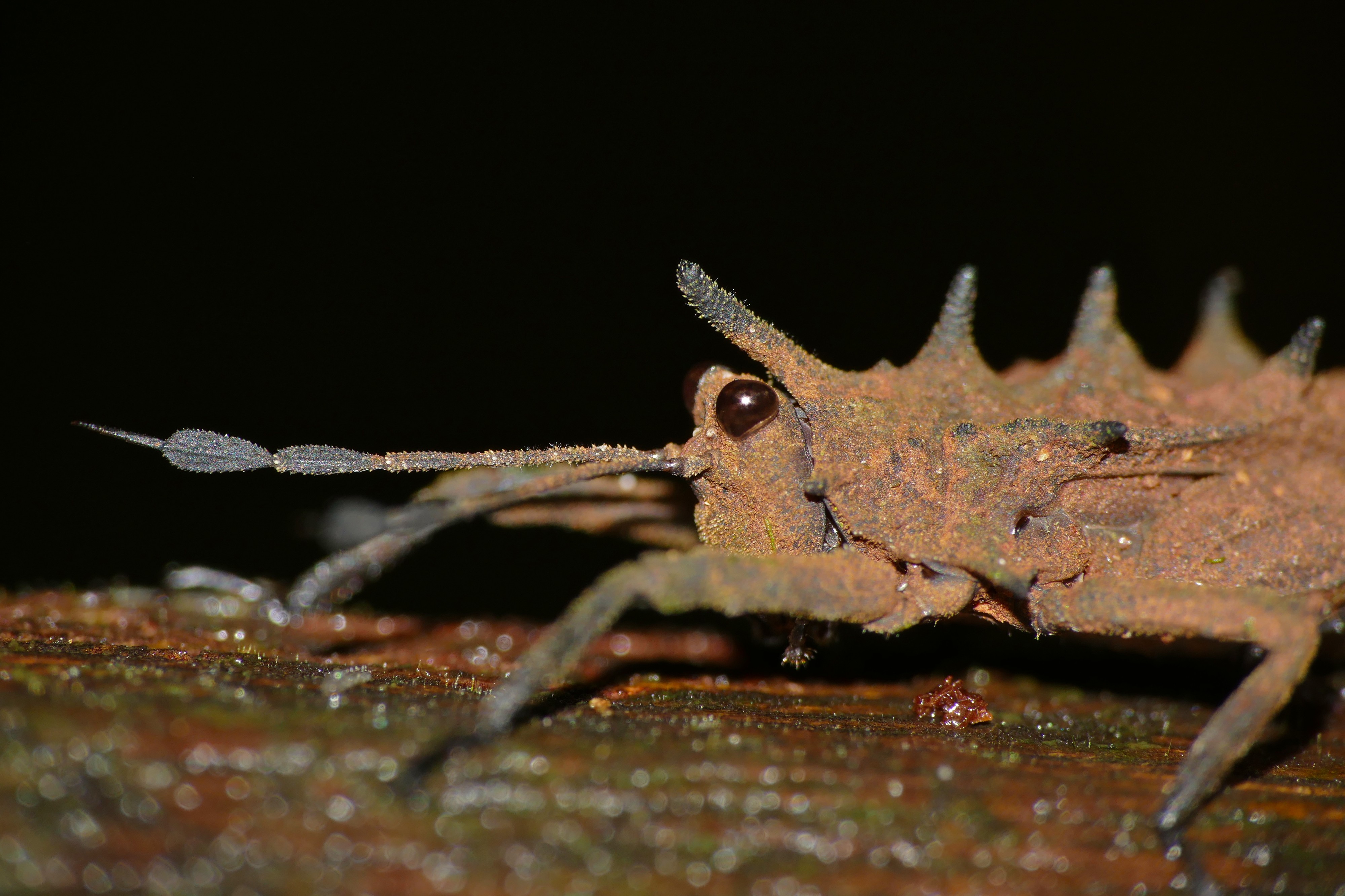 Spiky Grouse Locust (Discotettix belzebuth) close-up (23006723383)