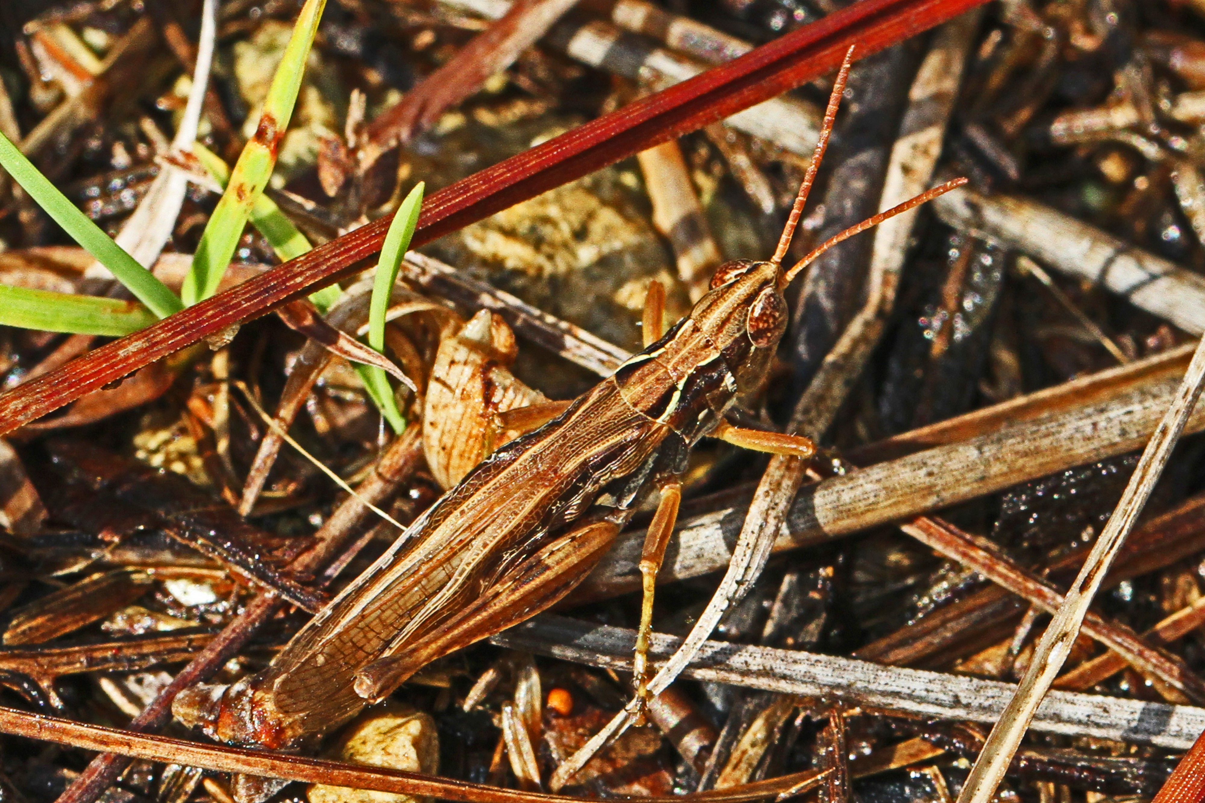 Spotted-winged Grasshopper - Orphulella pelidna, Long Pine Key, Everglades National Park, Homestead, Florida