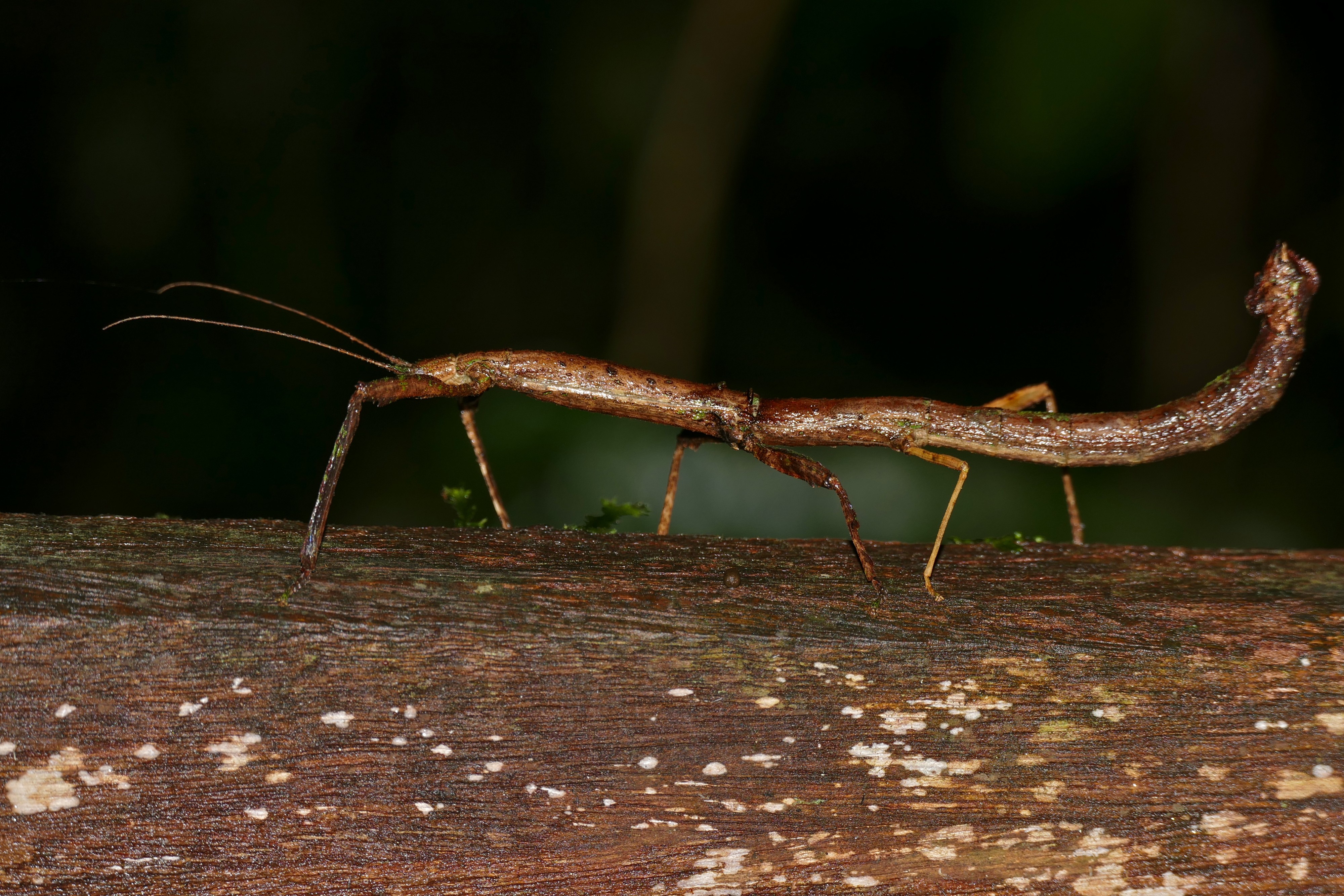 Stick Insect (Hermagoras hosei) (22723768633)