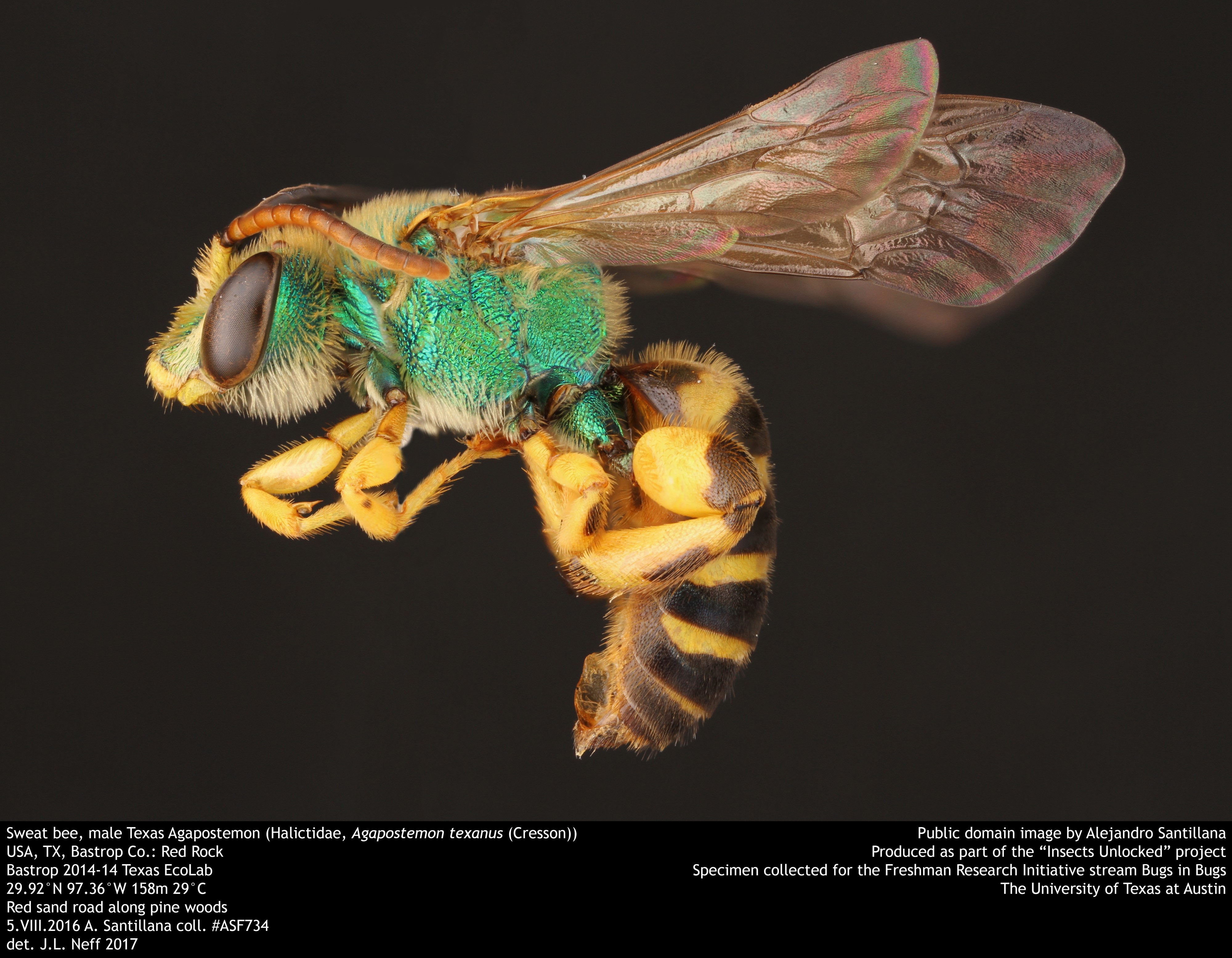 Sweat bee, male Texas Agapostemon (Halictidae, Agapostemon texanus (Cresson)) (35635629626)