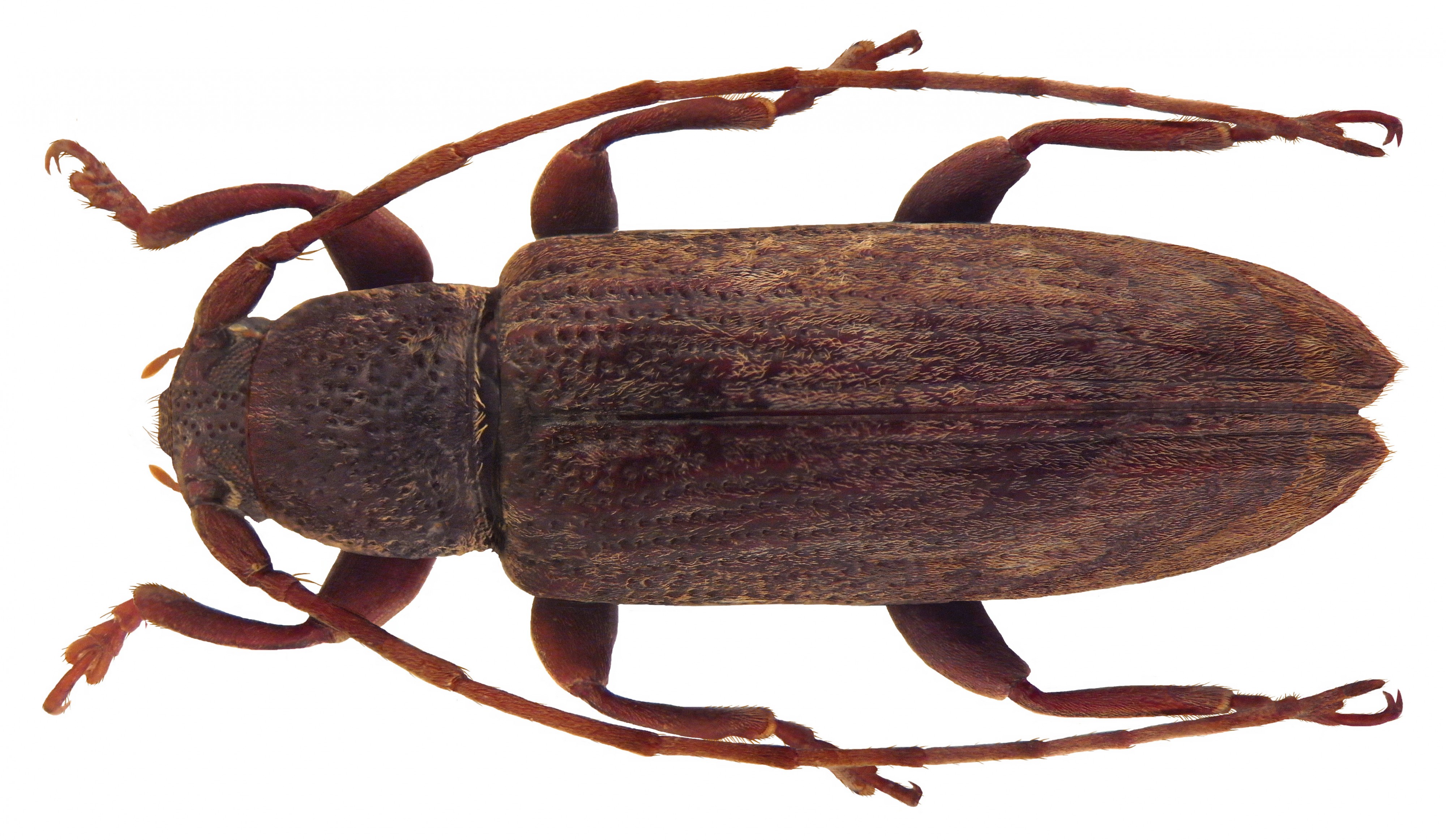 Sybra destituta Pascoe, 1865 female (4510271523)
