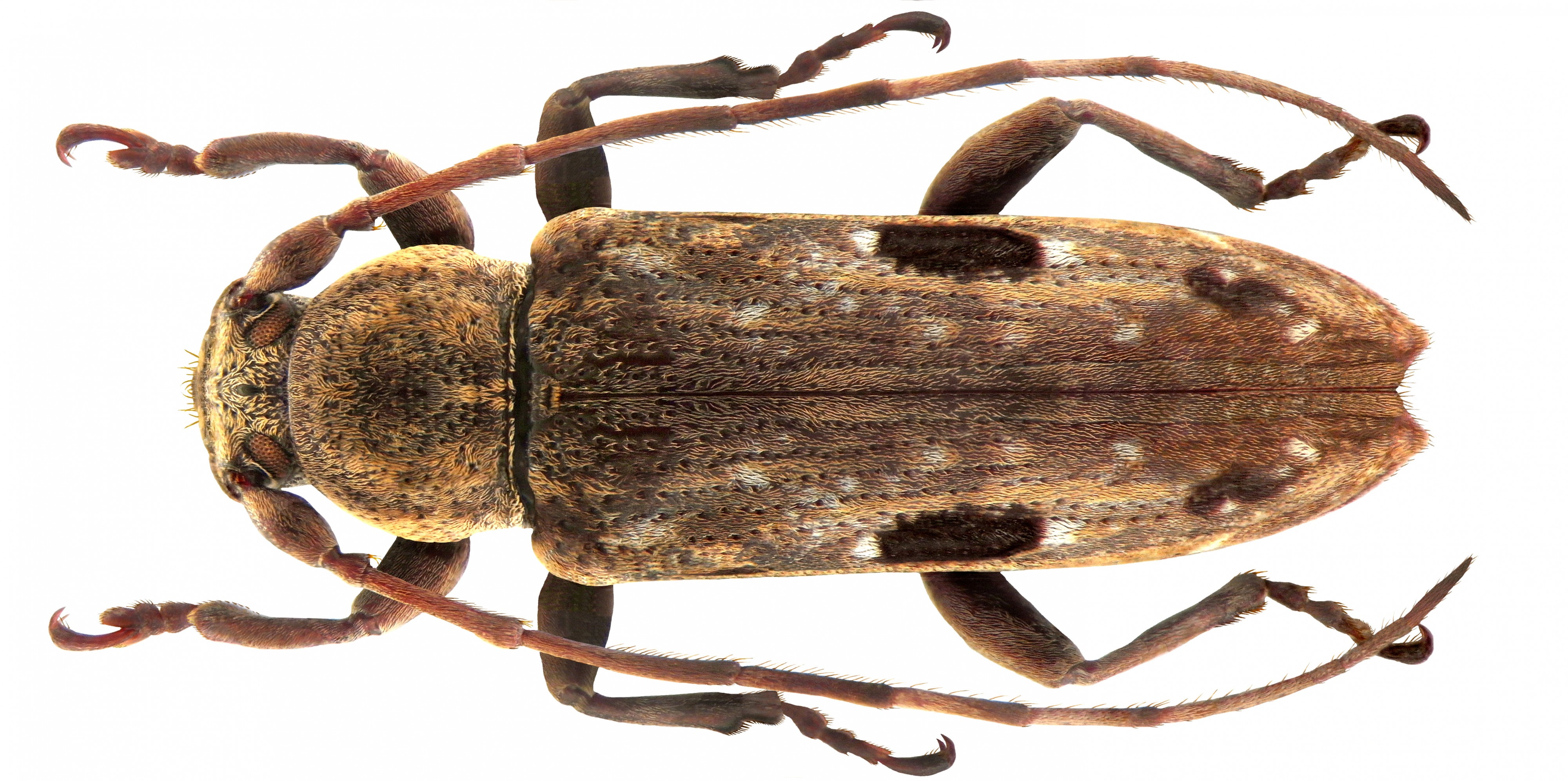 Sybra mindoroensis Aurivillius, 1927 female (4364650049)