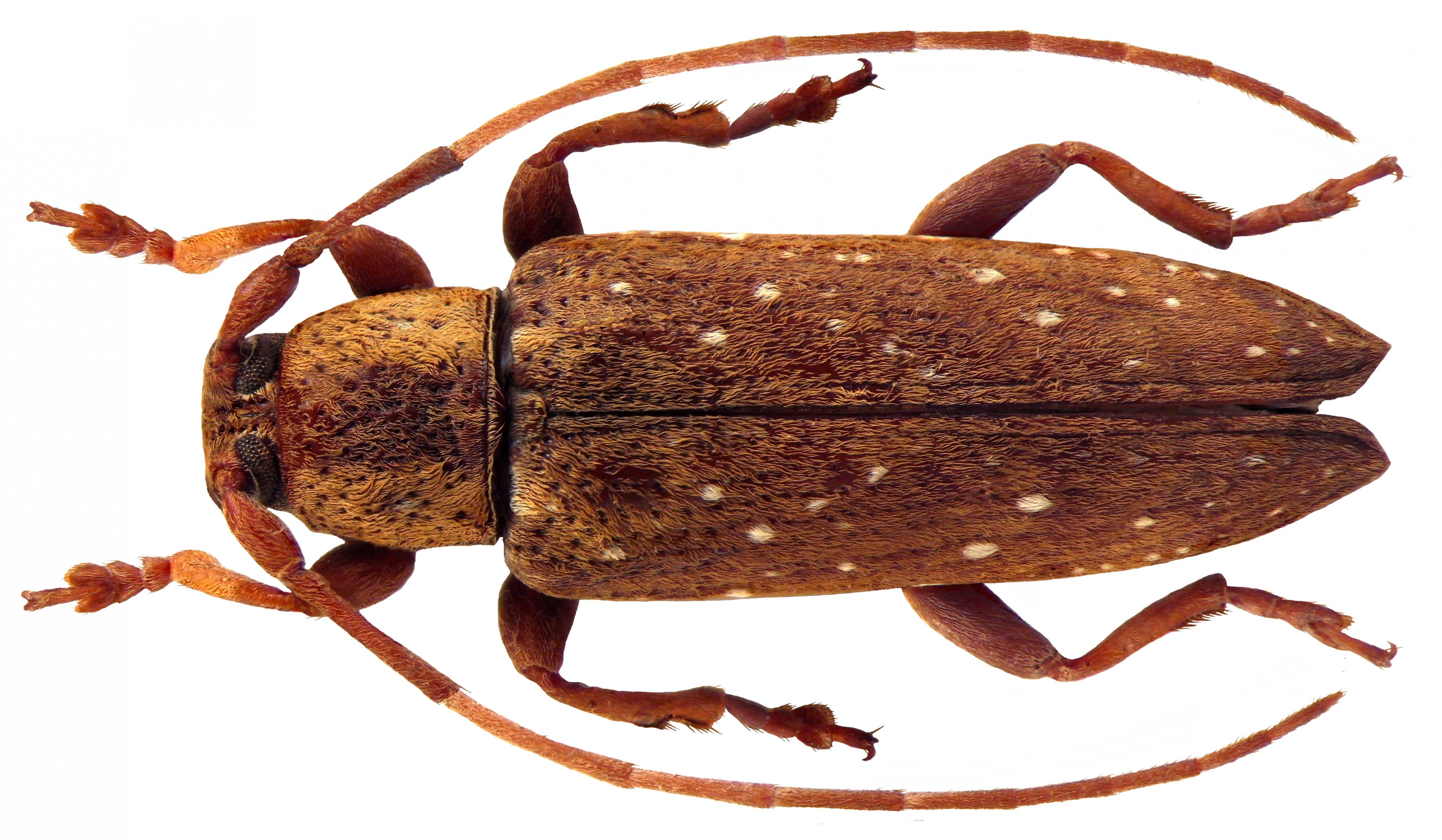 Sybra ochraceicollis Breuning, 1940 female (4624796896)