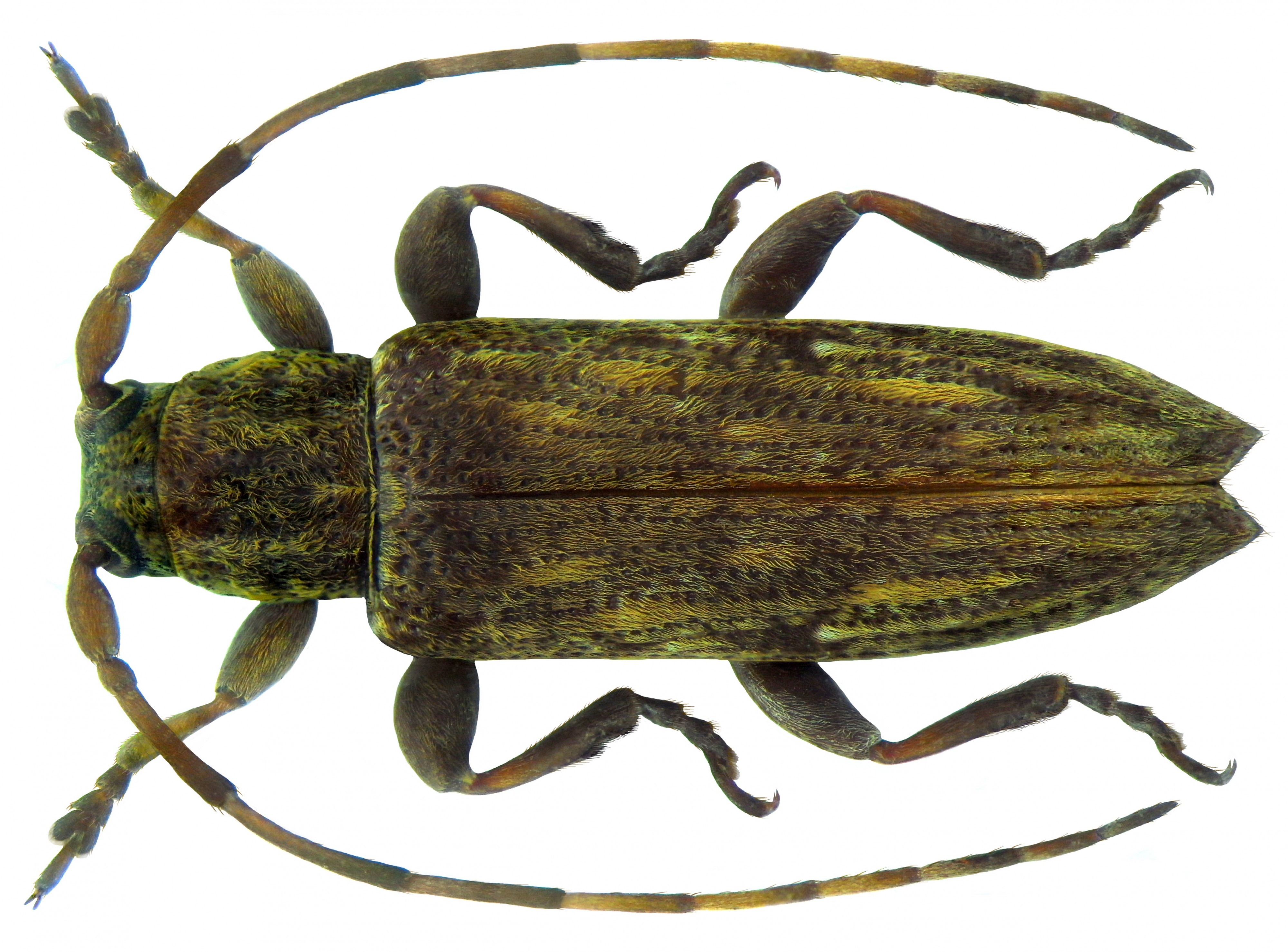 Sybra ordinata Bates 1873 female (5491888209)