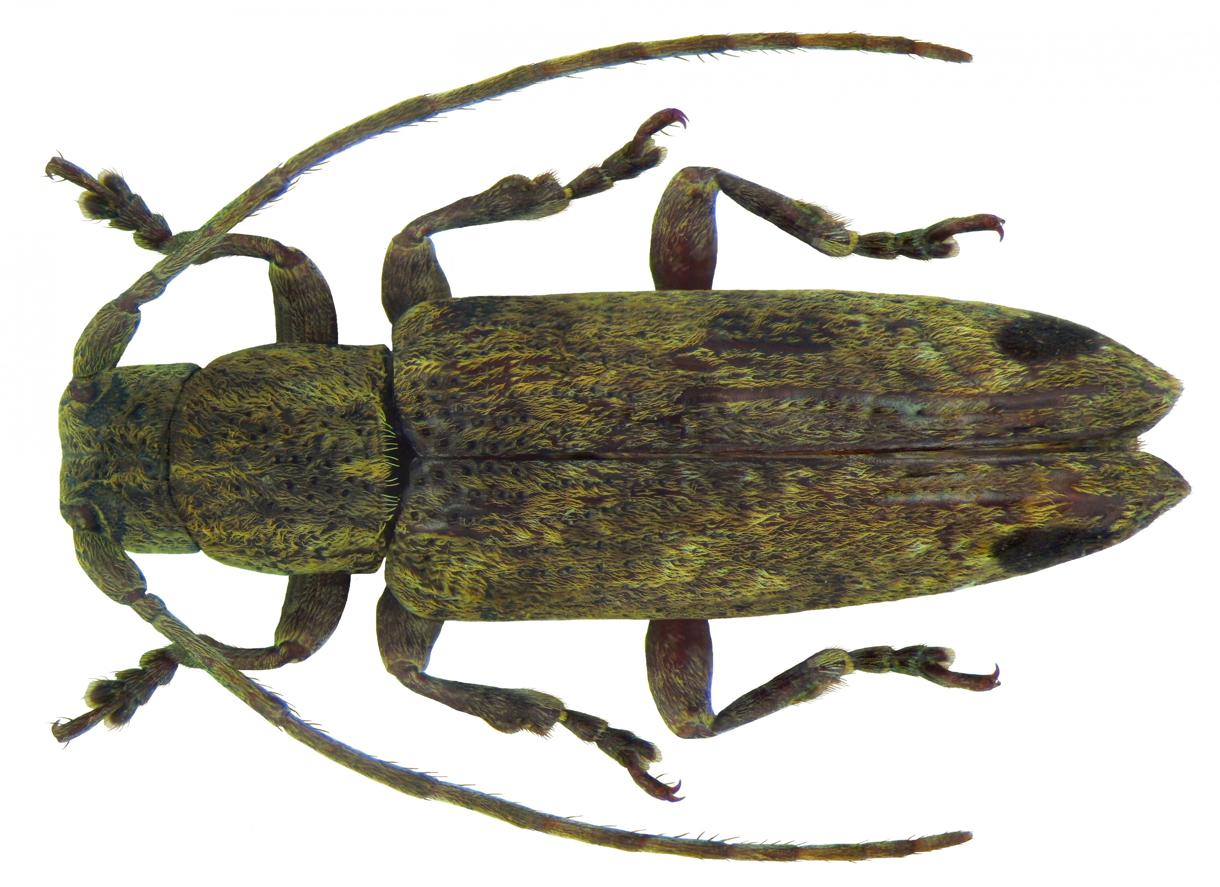 Sybra praeusta Pascoe, 1859 female (5628493548)