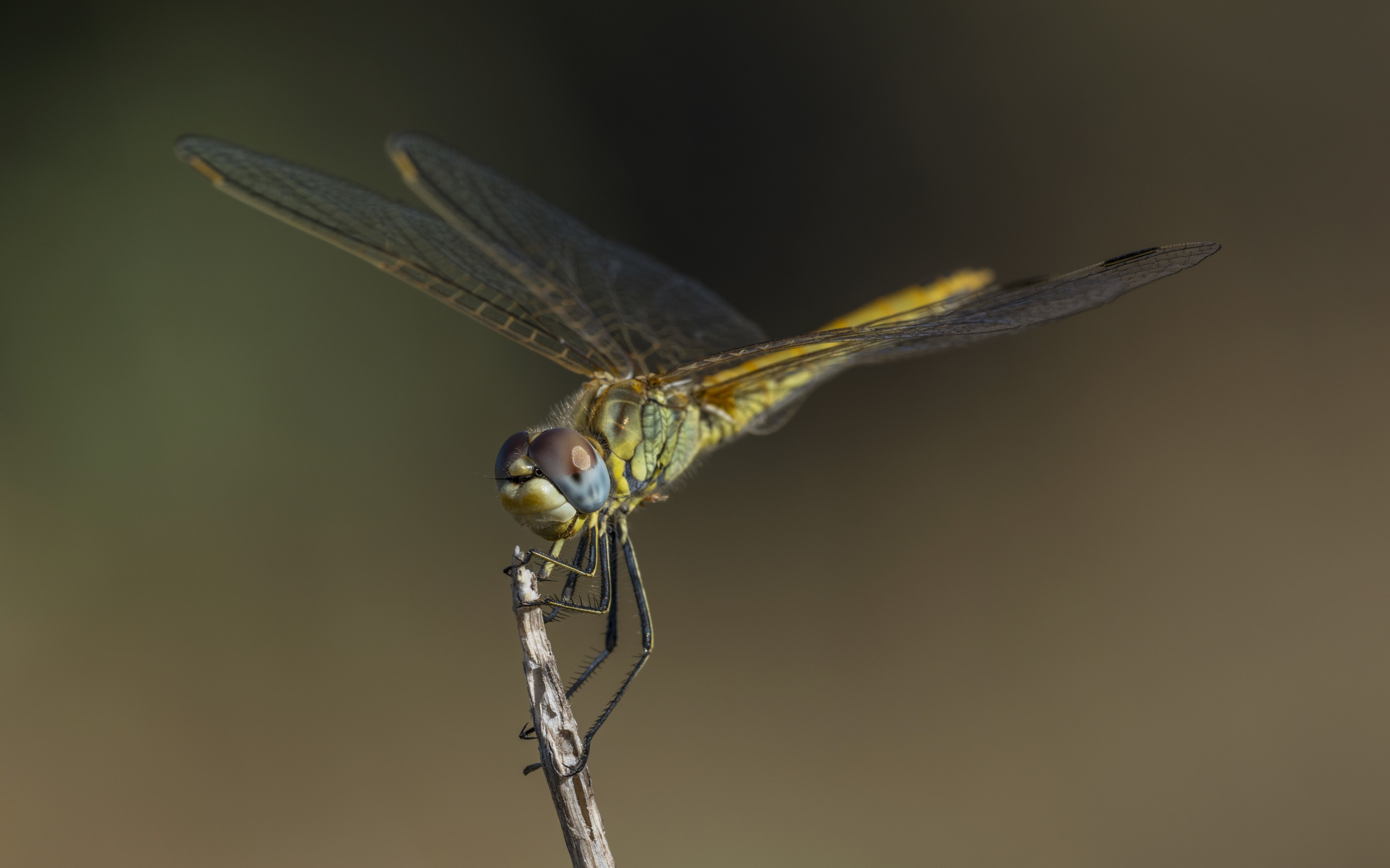 Sympetrum fonscolombii, female, Sète cf05