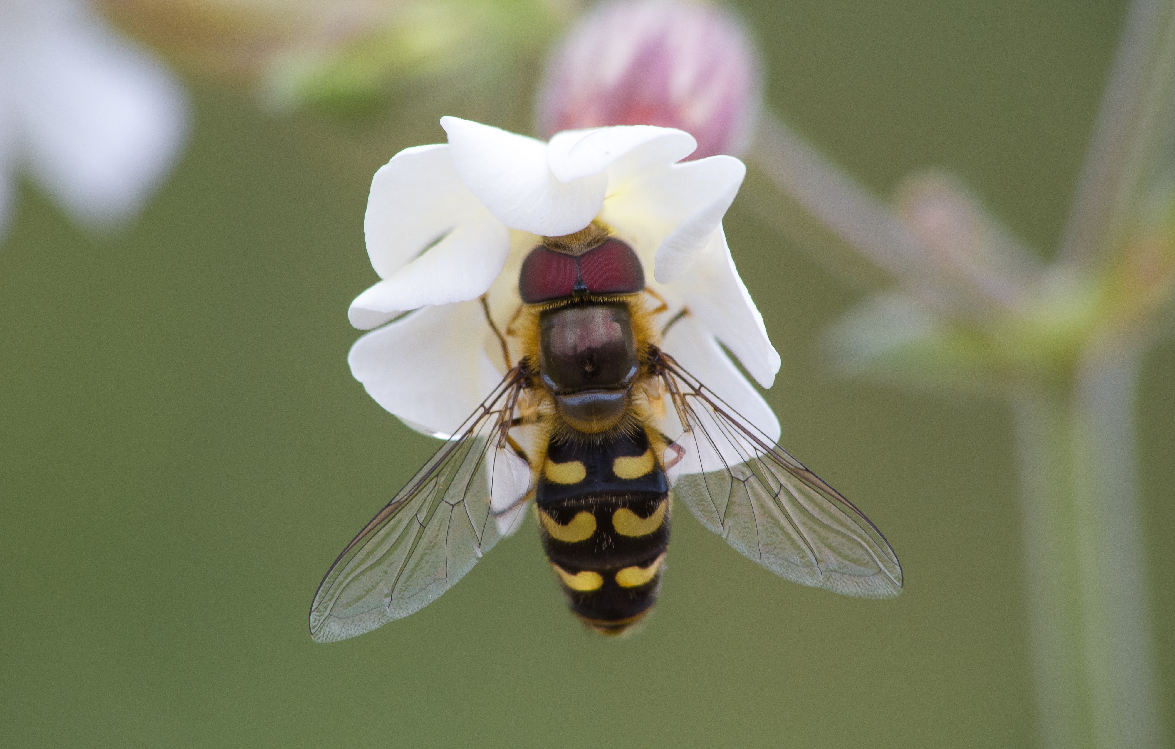 Syrphe elytres