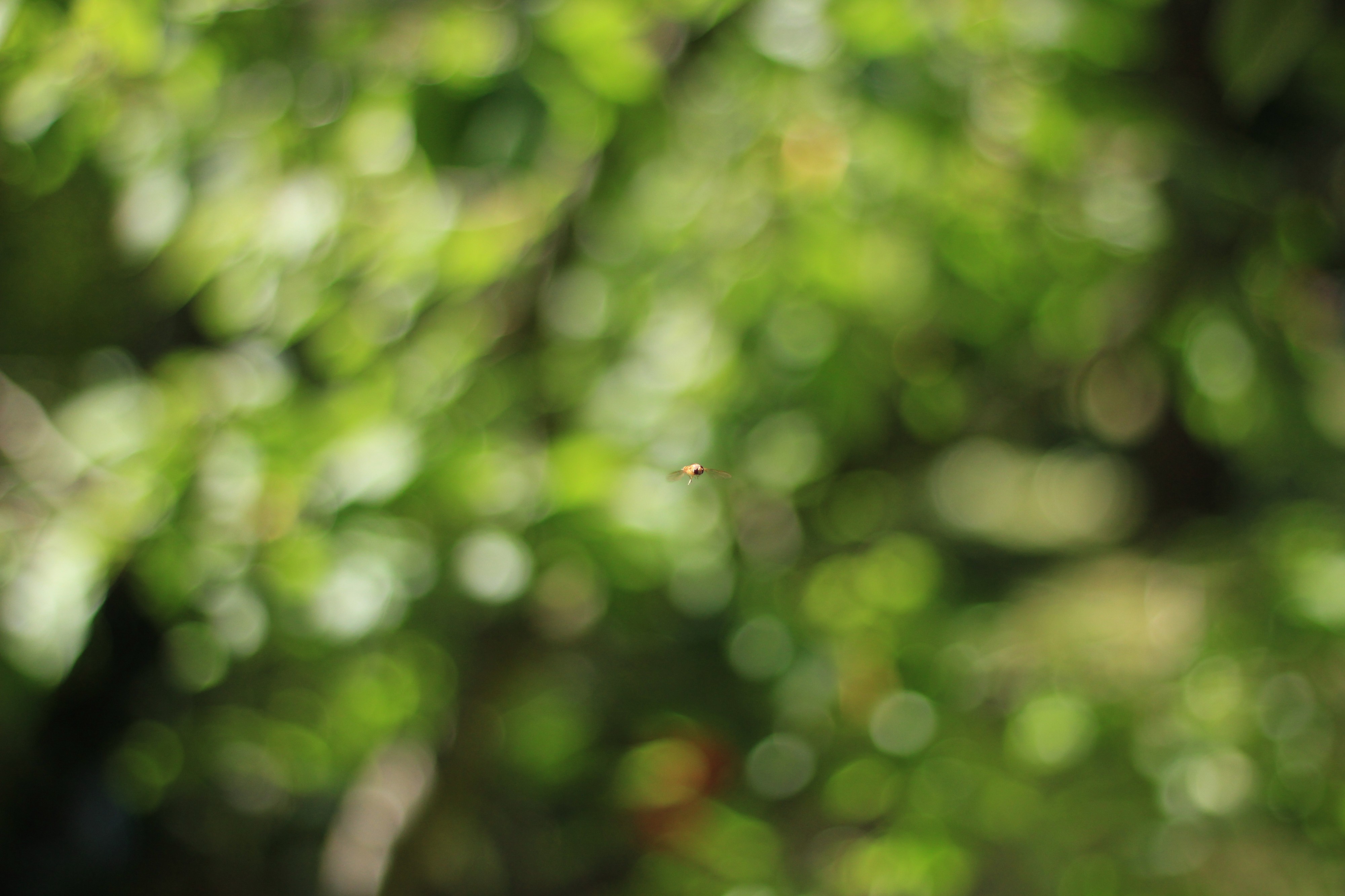 Syrphidae 2011-05-28