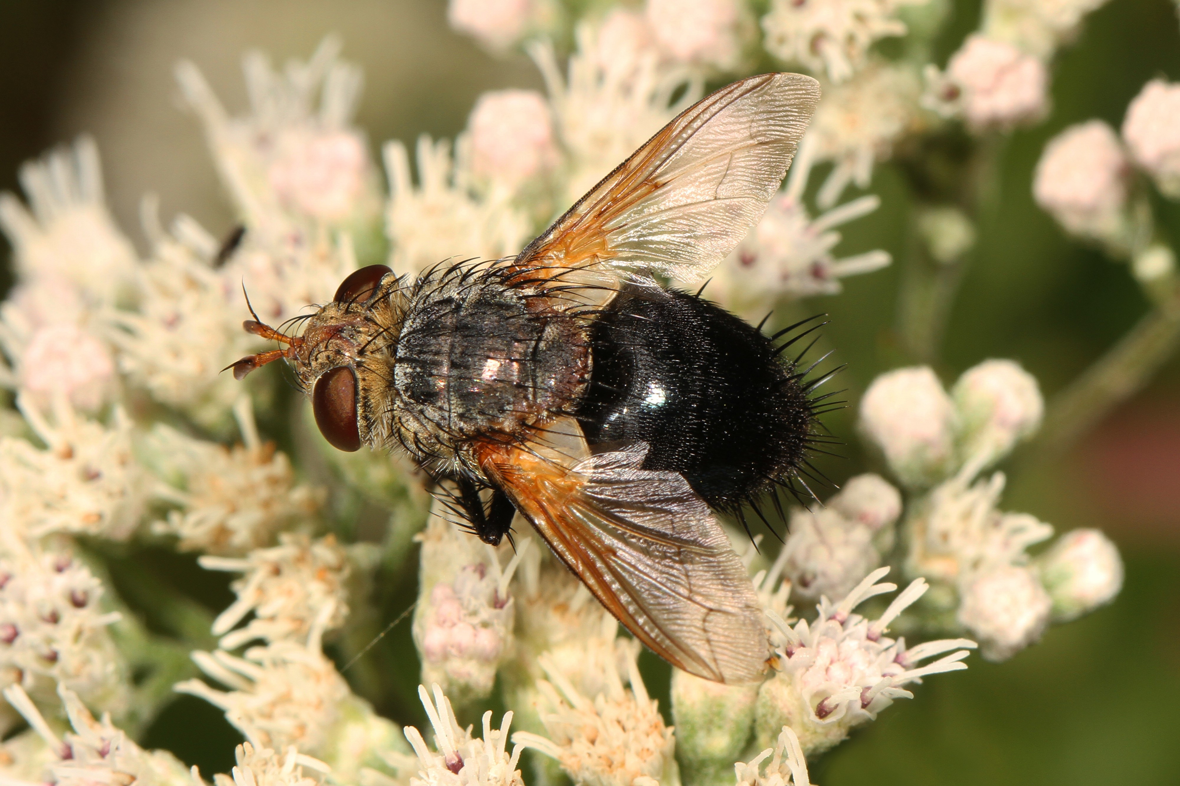 Tachinid - Archytas species, Meadowood Farm SRMA, Mason Neck, Virginia