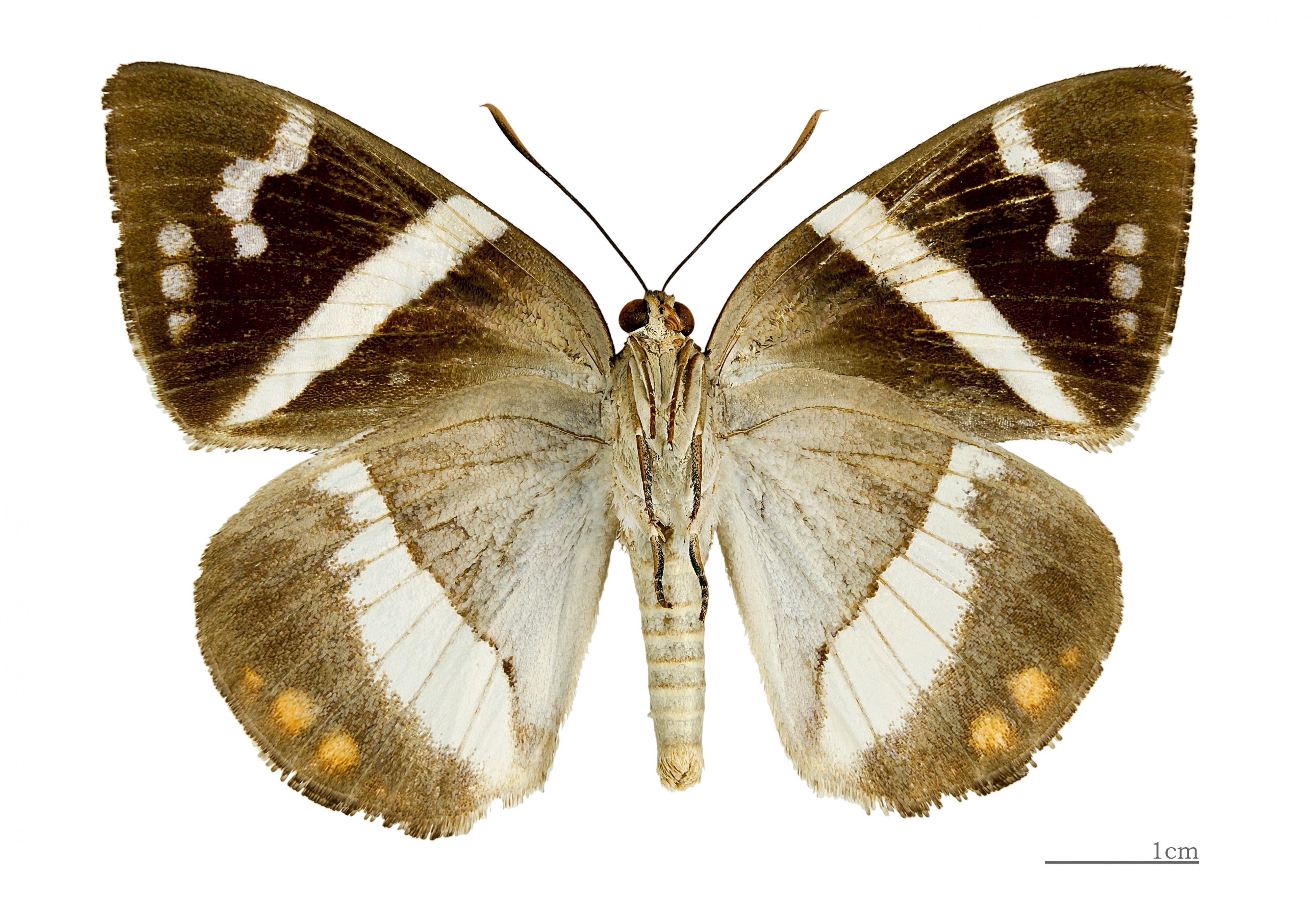 Telchin licus MHNT ventre