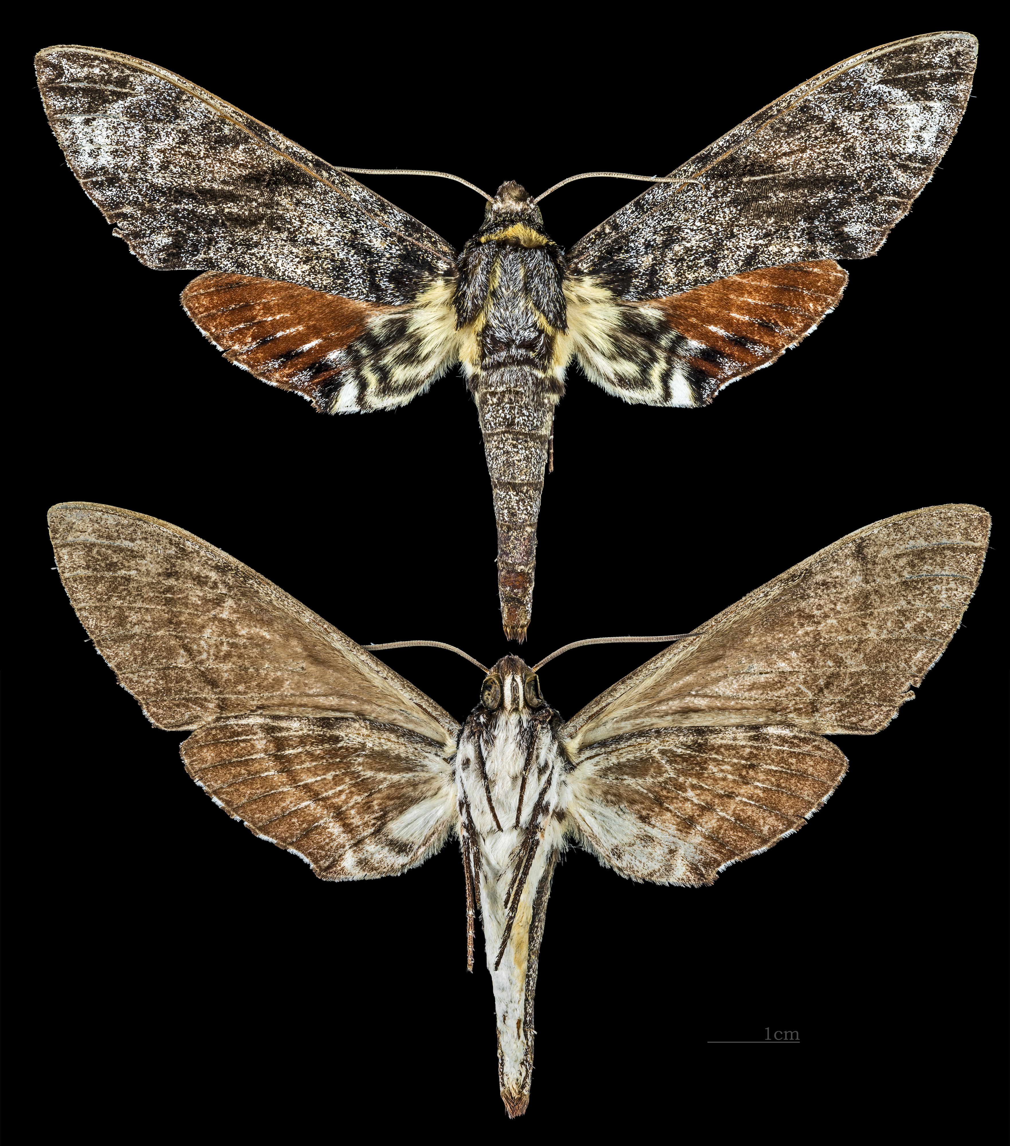 Tetrachroa edwardsi MHNT CUT 2010 0 44 Australia female