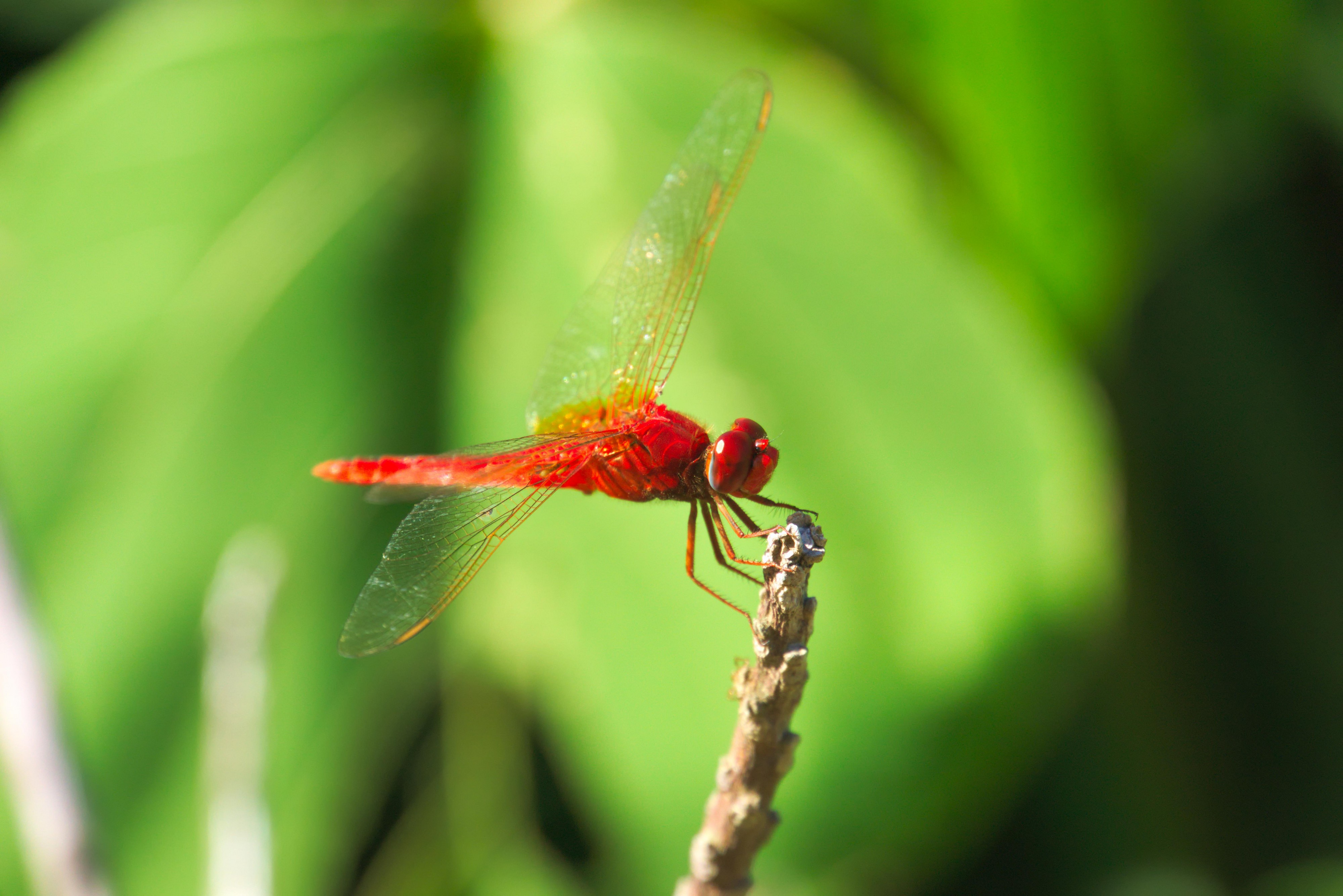 Thailand Riku Show Zhou Dragonfly (27463887234)