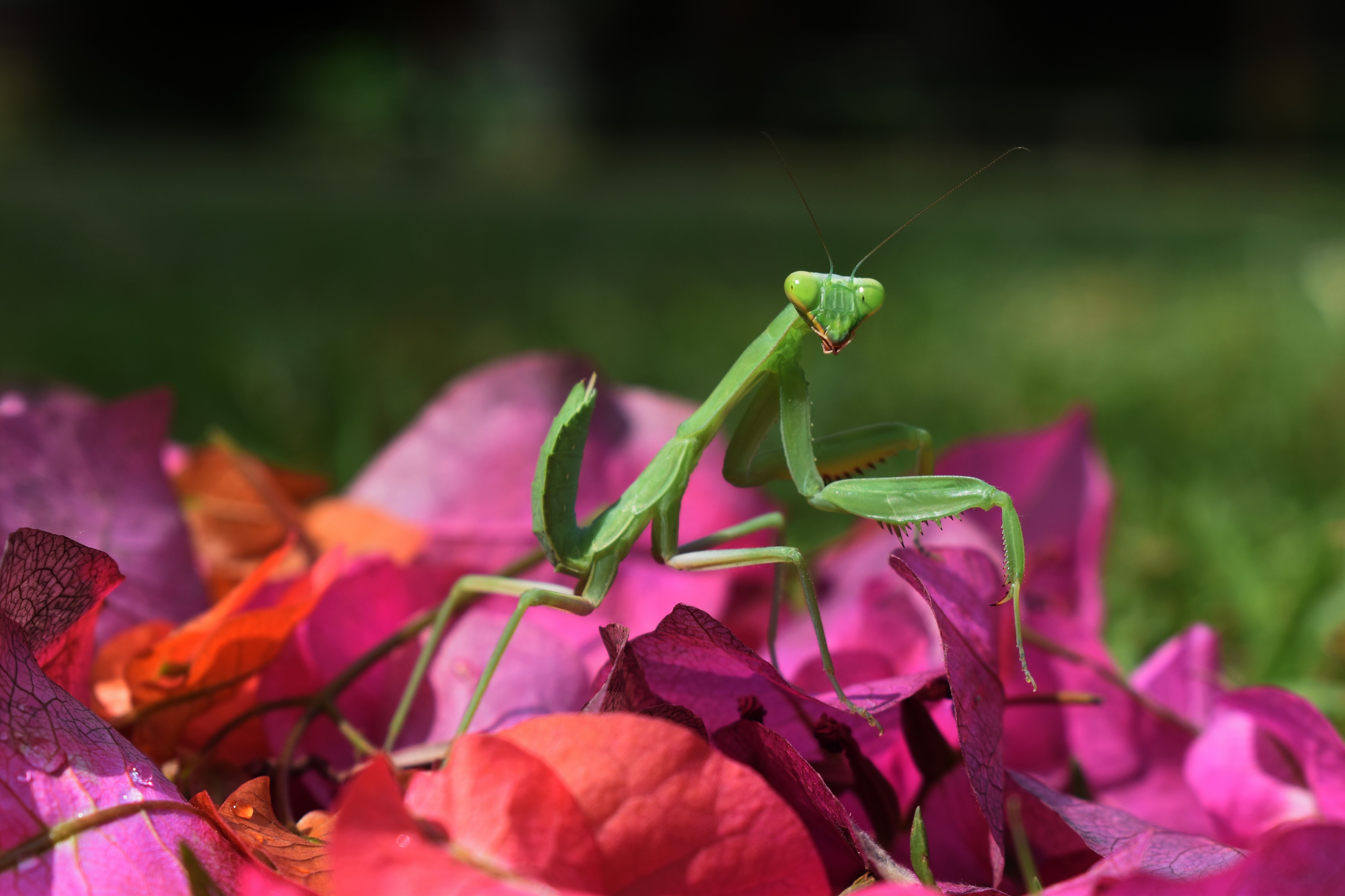 The Body Structure of Legend Praying Mantis 05