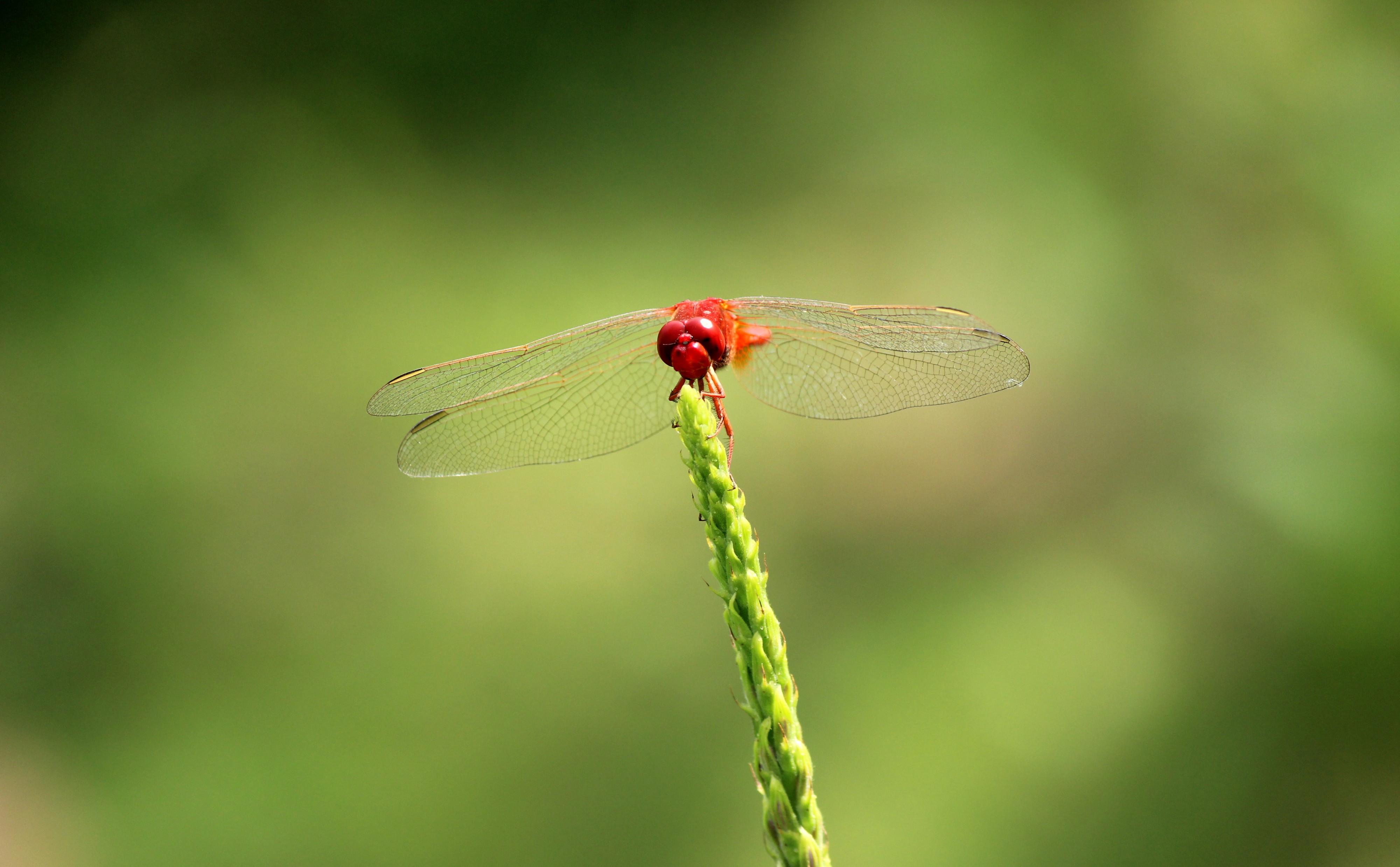 The insect