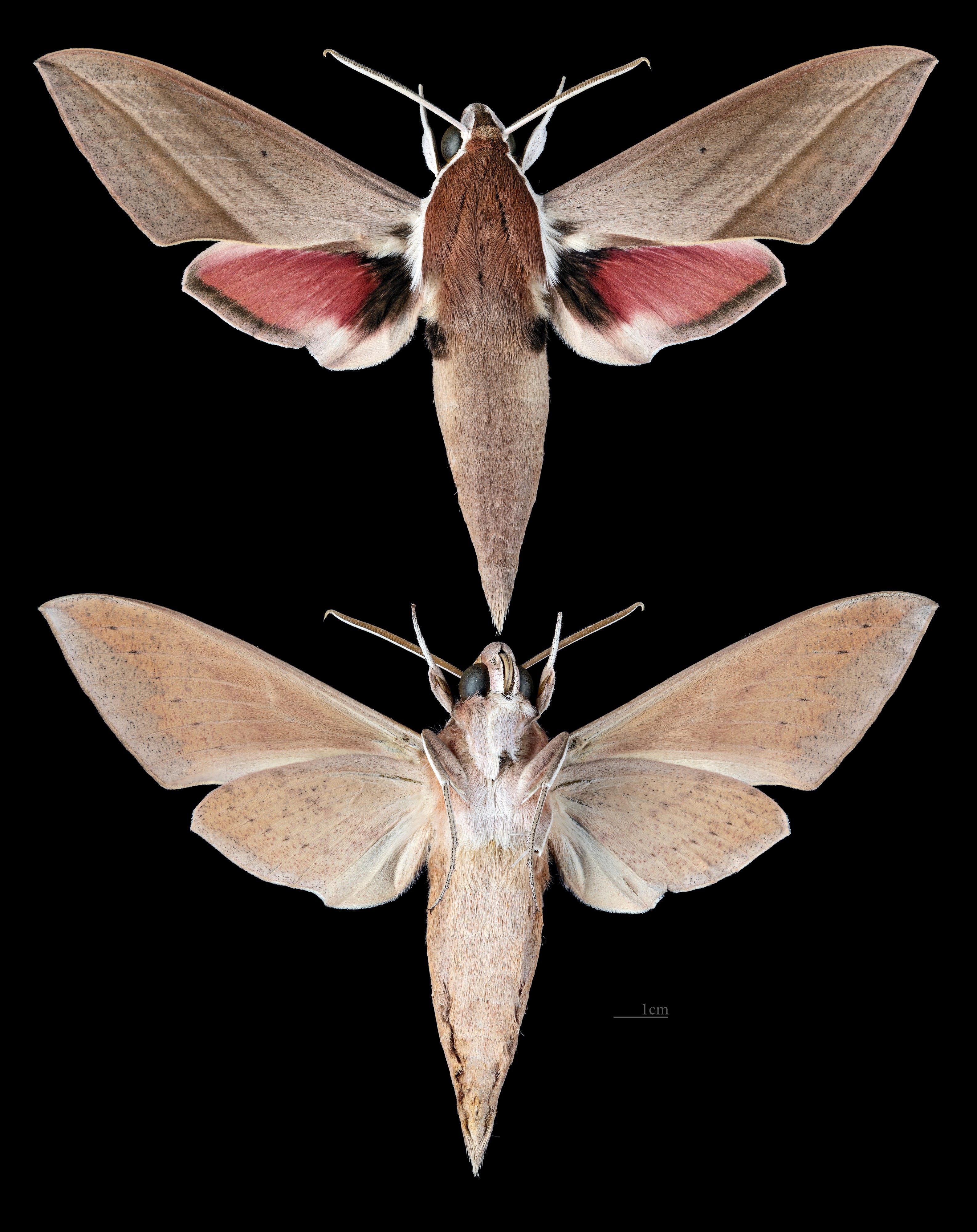 Theretra alecto MHNT CUT 2010 0 236 Ksara Liban male